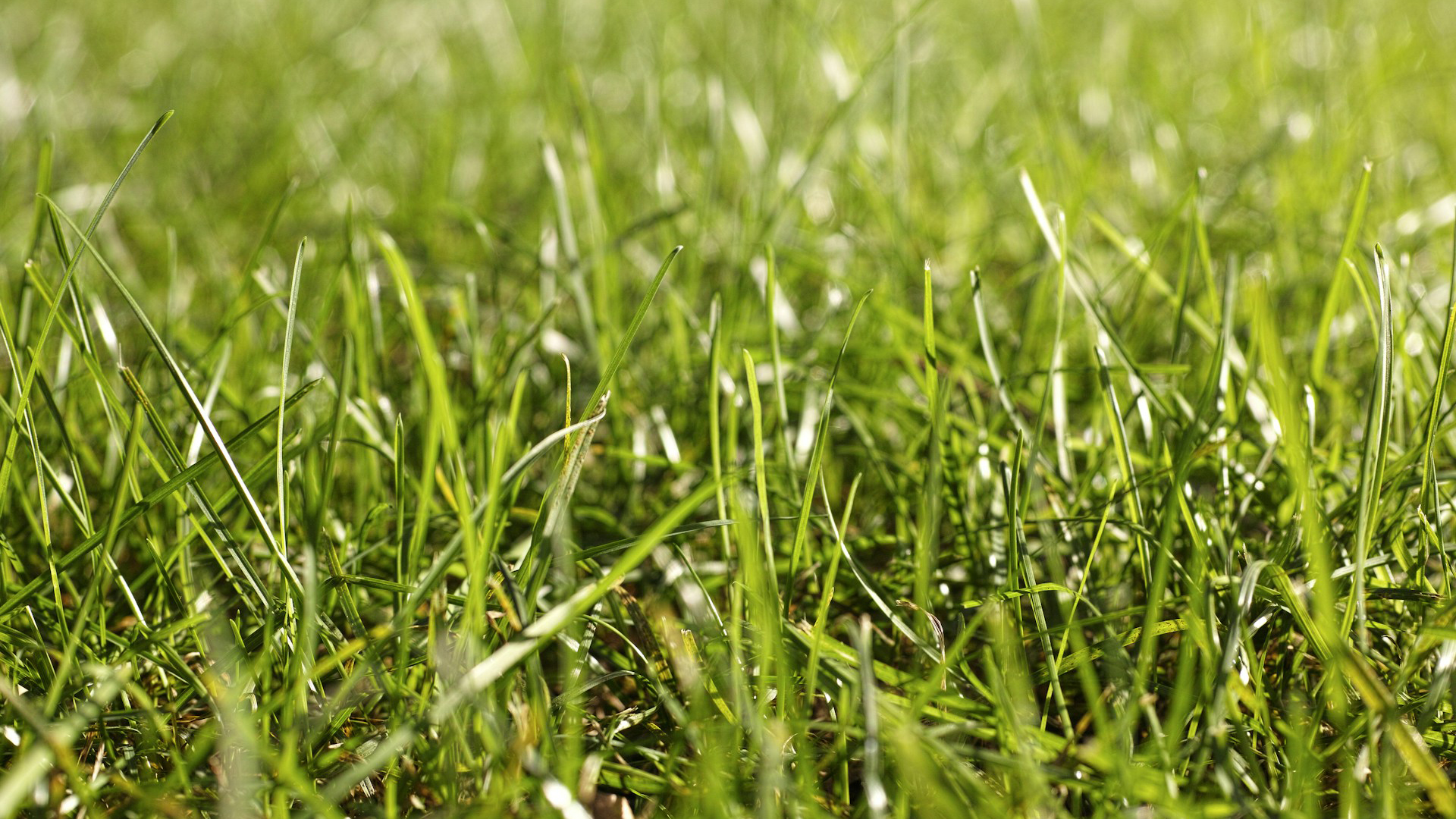 Een close-up van fris groen gras met een wazige achtergrond.