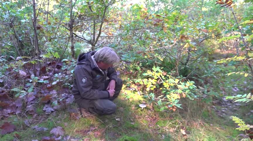 Een persoon in een groene jas hurkt in een bosrijke omgeving en kijkt naar een paddenstoel op de grond tussen de planten.