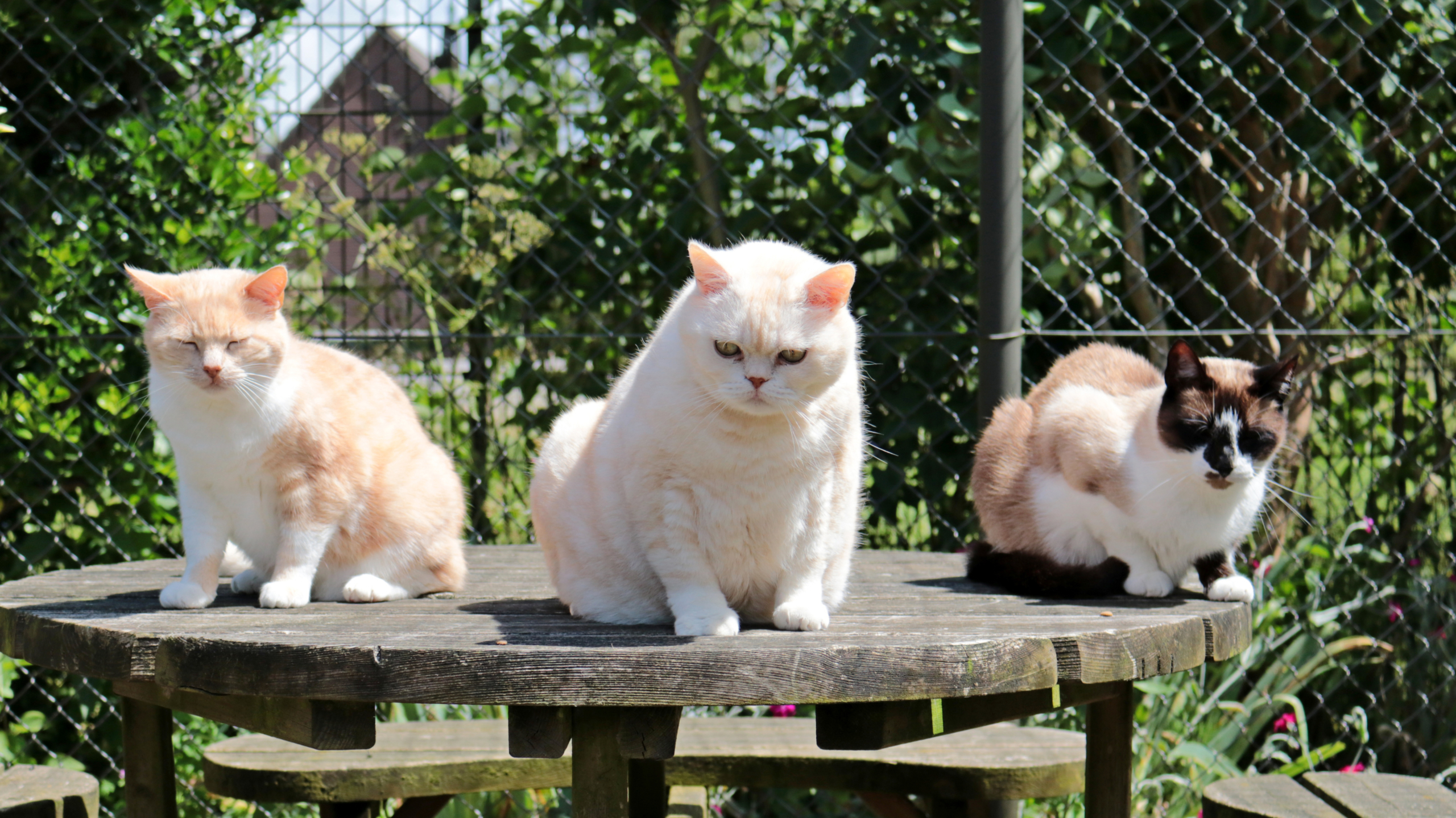 Drie katten zitten op een houten tafel buiten in een tuin met een hek en groene planten op de achtergrond; twee katten hebben een lichte vacht met een rode tint en de derde kat heeft een donkere vlek bij de neus en oren.