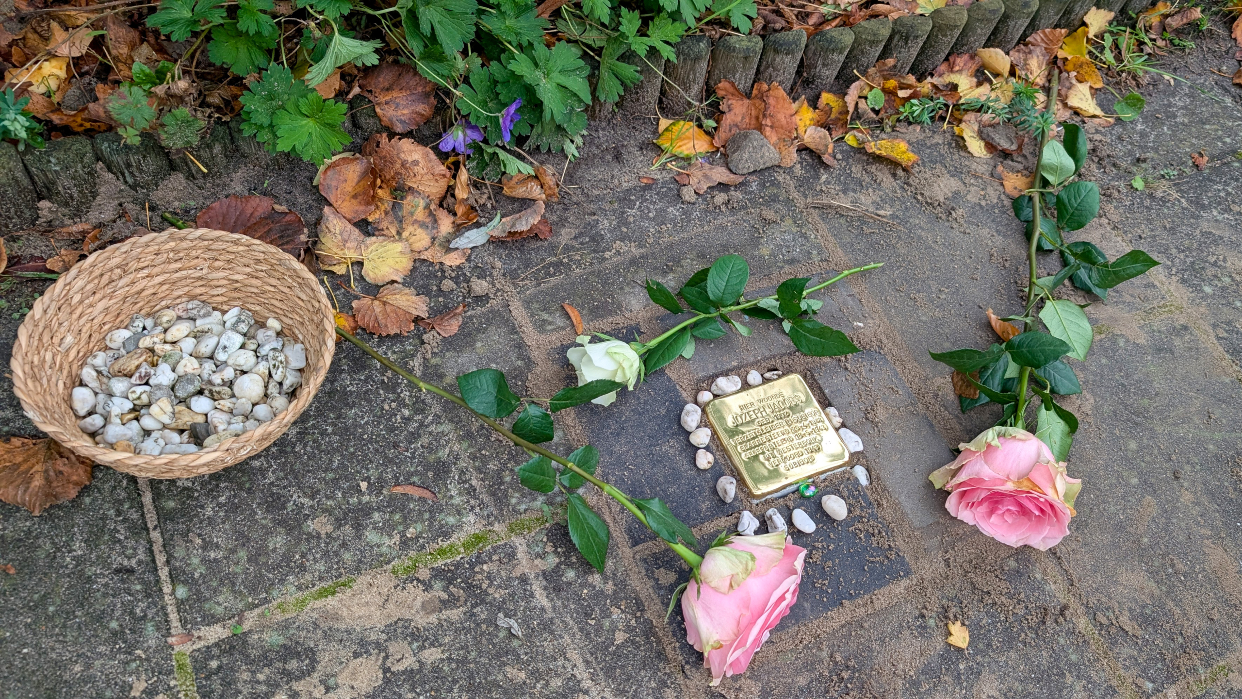 Herdenkingssteen met inscriptie, omgeven door witte stenen en rozen, naast een mand met kleine stenen op een trottoir omgeven door herfstbladeren.