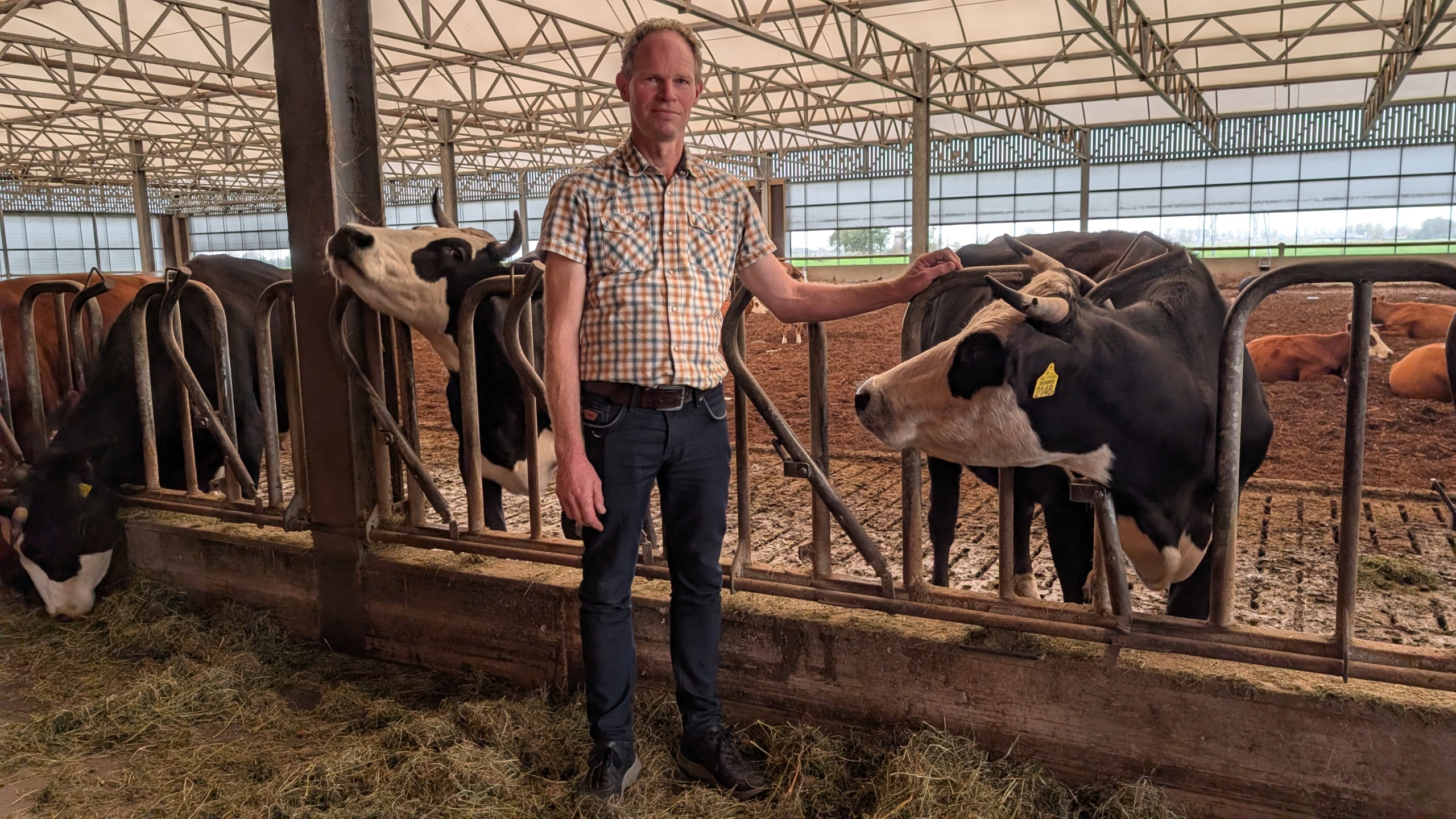 Een man staat in een stal naast een koe, met zijn hand op de rug van de koe, omgeven door andere koeien achter een hek.
