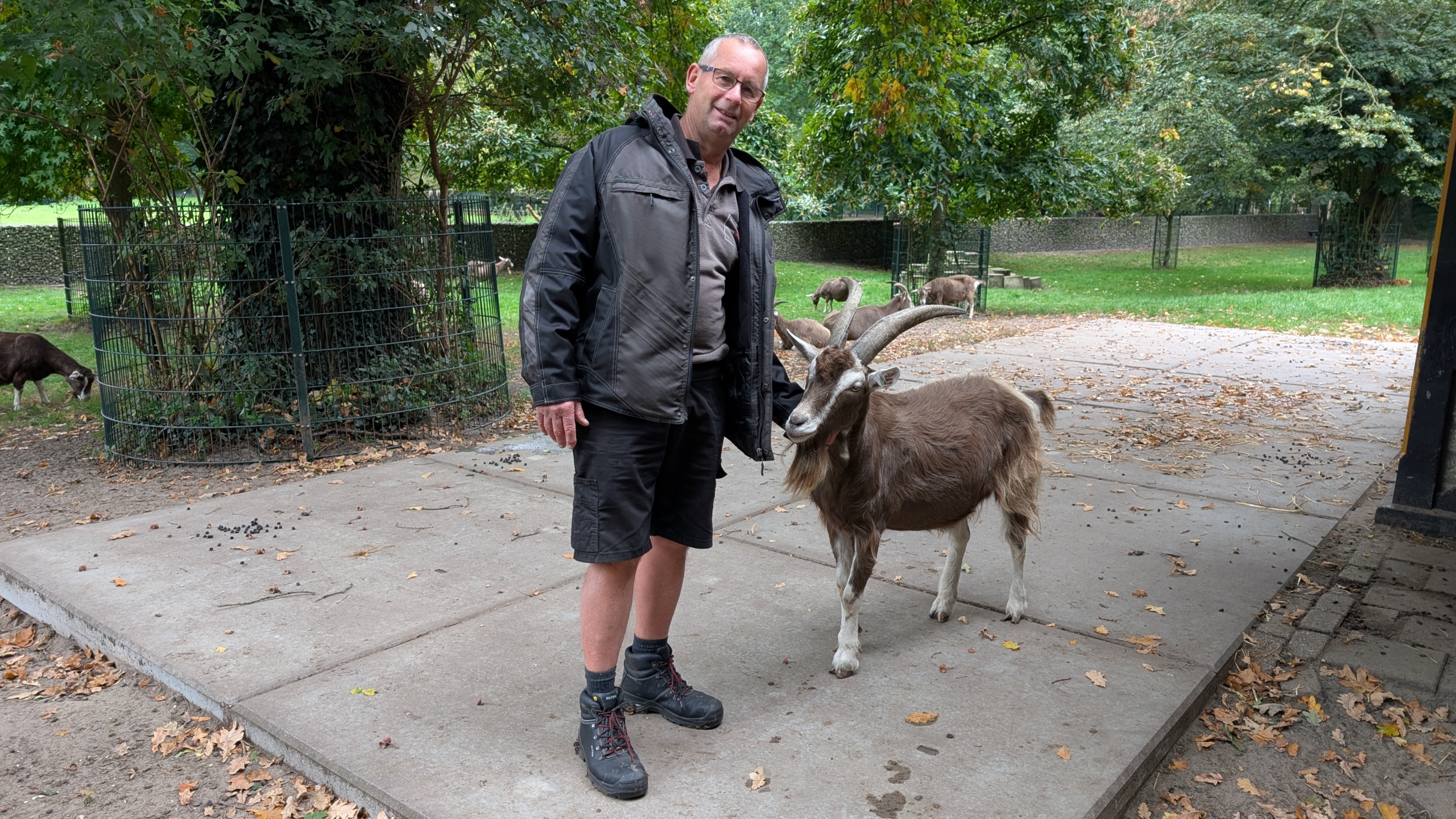 Man in a jacket and shorts stands next to a goat with large curved horns in a park. The background shows trees and a fence with additional goats.