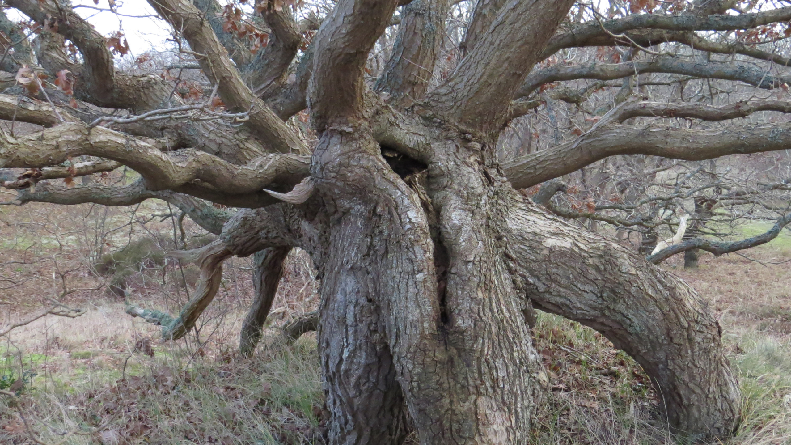 Oude, knoestige boom met dikke, kronkelige takken en een scheur in de stam, staande in een beboste omgeving met bruine en groene begroeiing.
