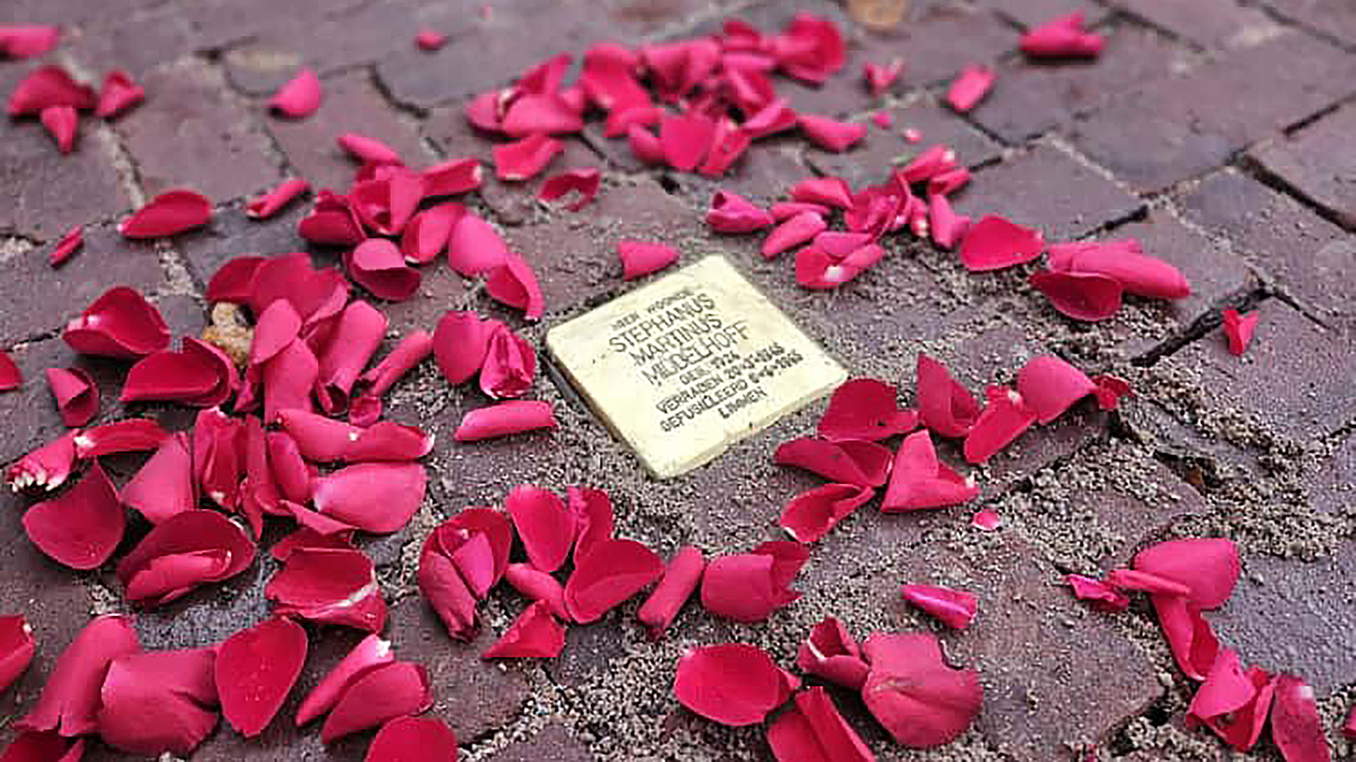 Een struikelsteen op een klinkerbestraat trottoir bedekt met rode rozenblaadjes, bedoeld als gedenkteken.