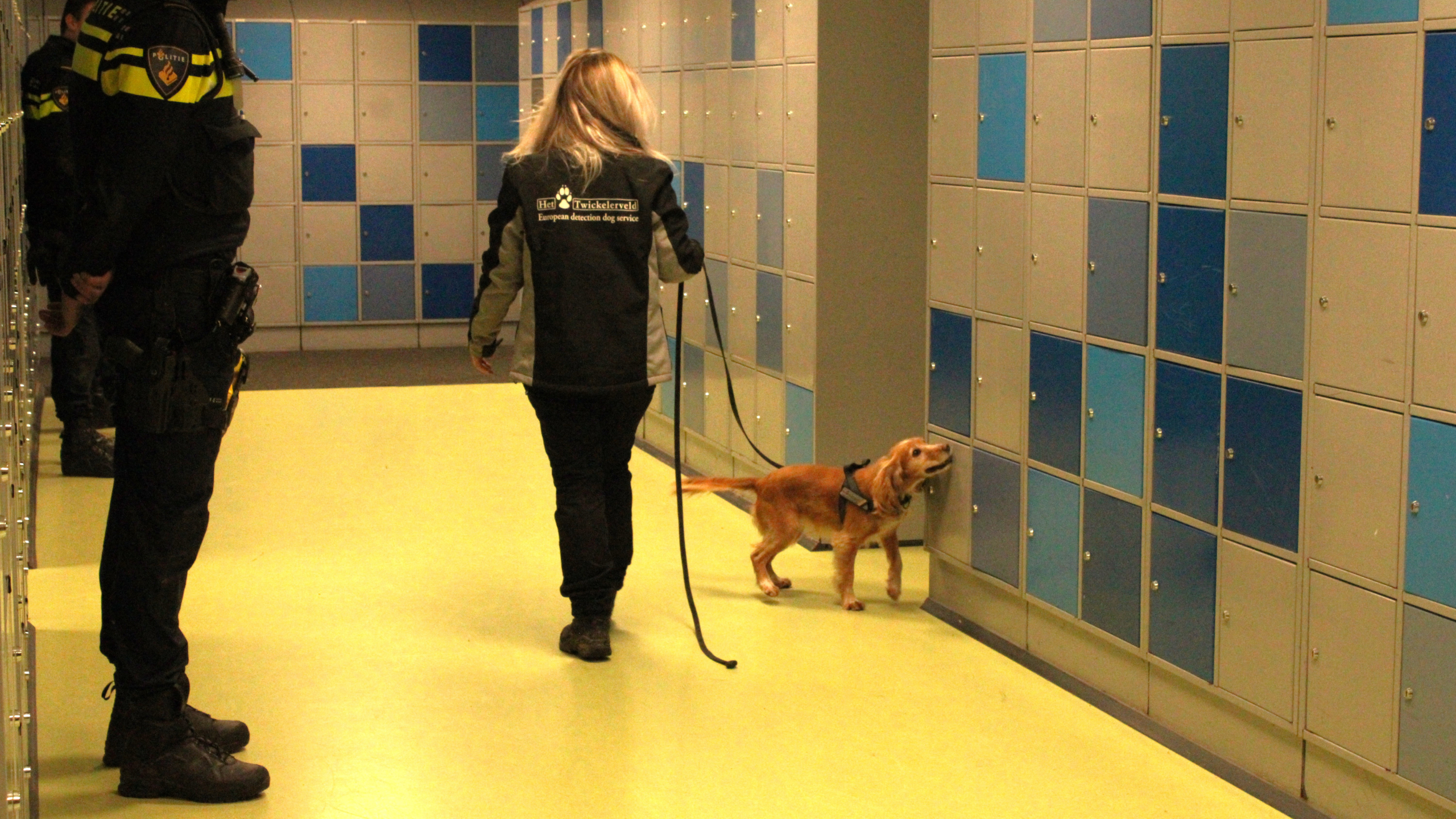 Een hond met geleider in een gang met kluisjes, begeleid door een politieagent.