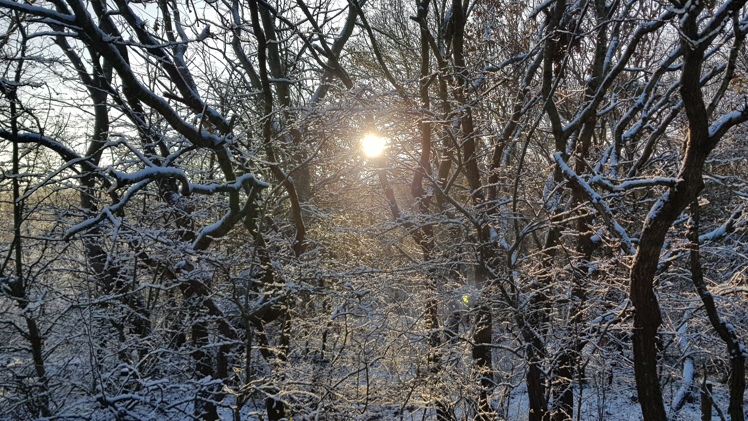 Winterbos met besneeuwde takken en de zon die door de bomen schijnt.