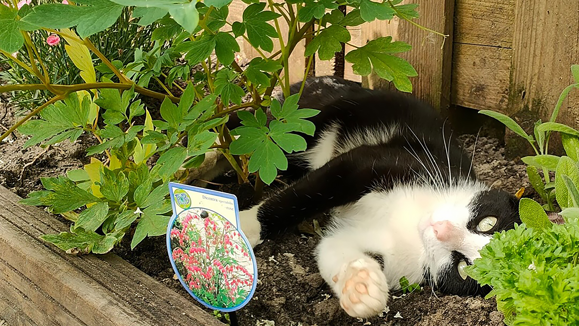 Zwarte en witte kat ligt ontspannen in een tuinbed vol groene planten naast een bordje met informatie over bloemen.