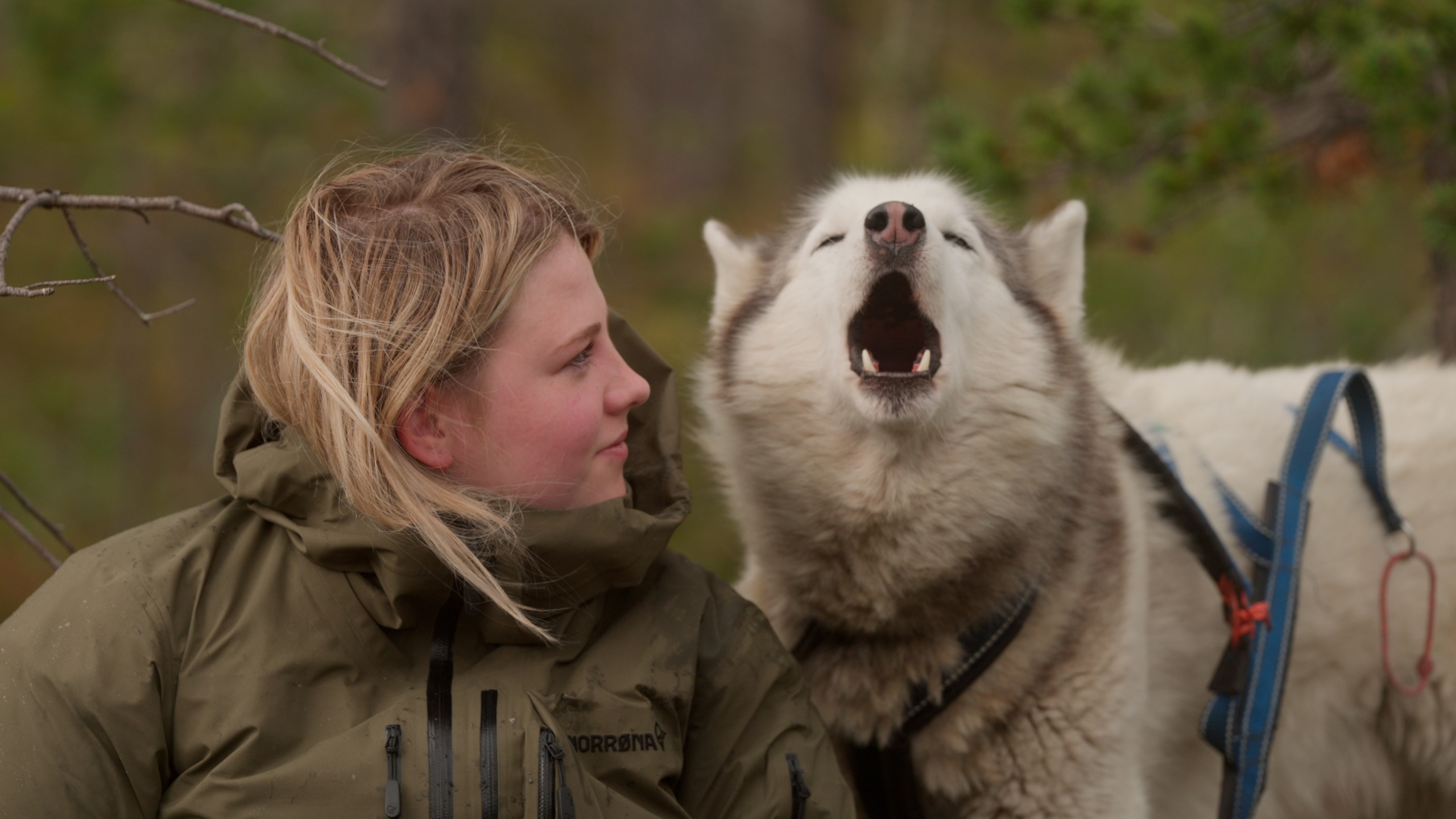 Een vrouw in een groene jas kijkt naar een blaffende husky met een harnas in een bosrijke omgeving.