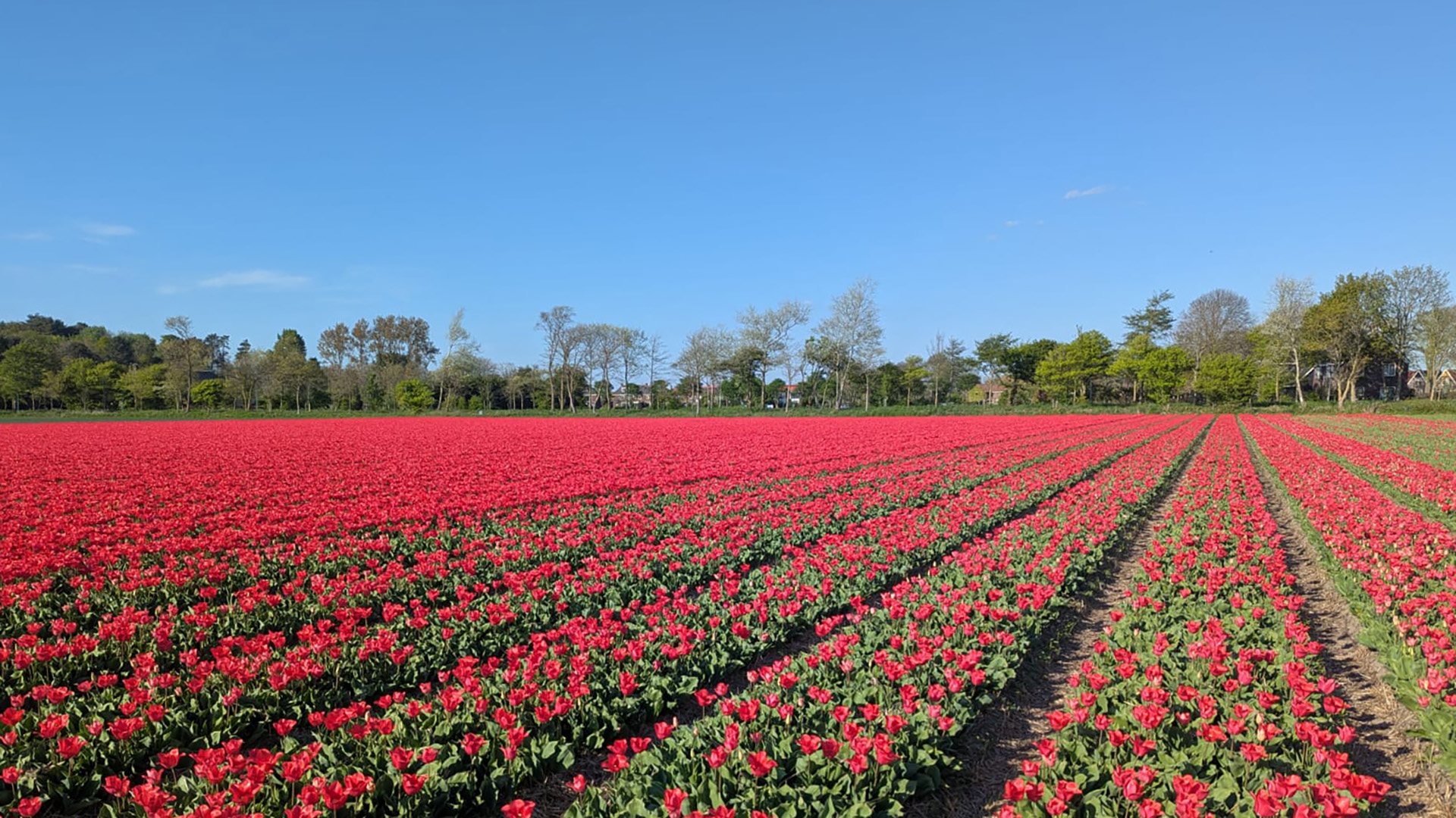 Uitgestrekt veld met rode tulpen onder een heldere blauwe hemel, omgeven door bomen in de verte.