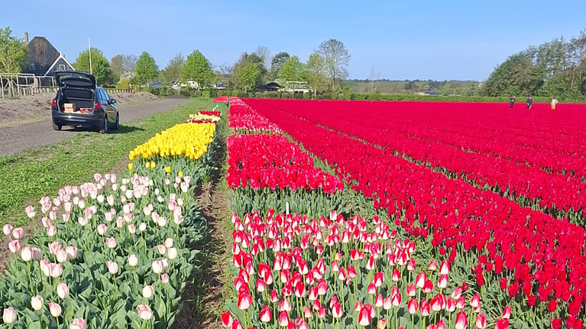 Tulpenvelden met rijen in rood, geel en roze, met een auto langs de weg en een paar mensen op de achtergrond.
