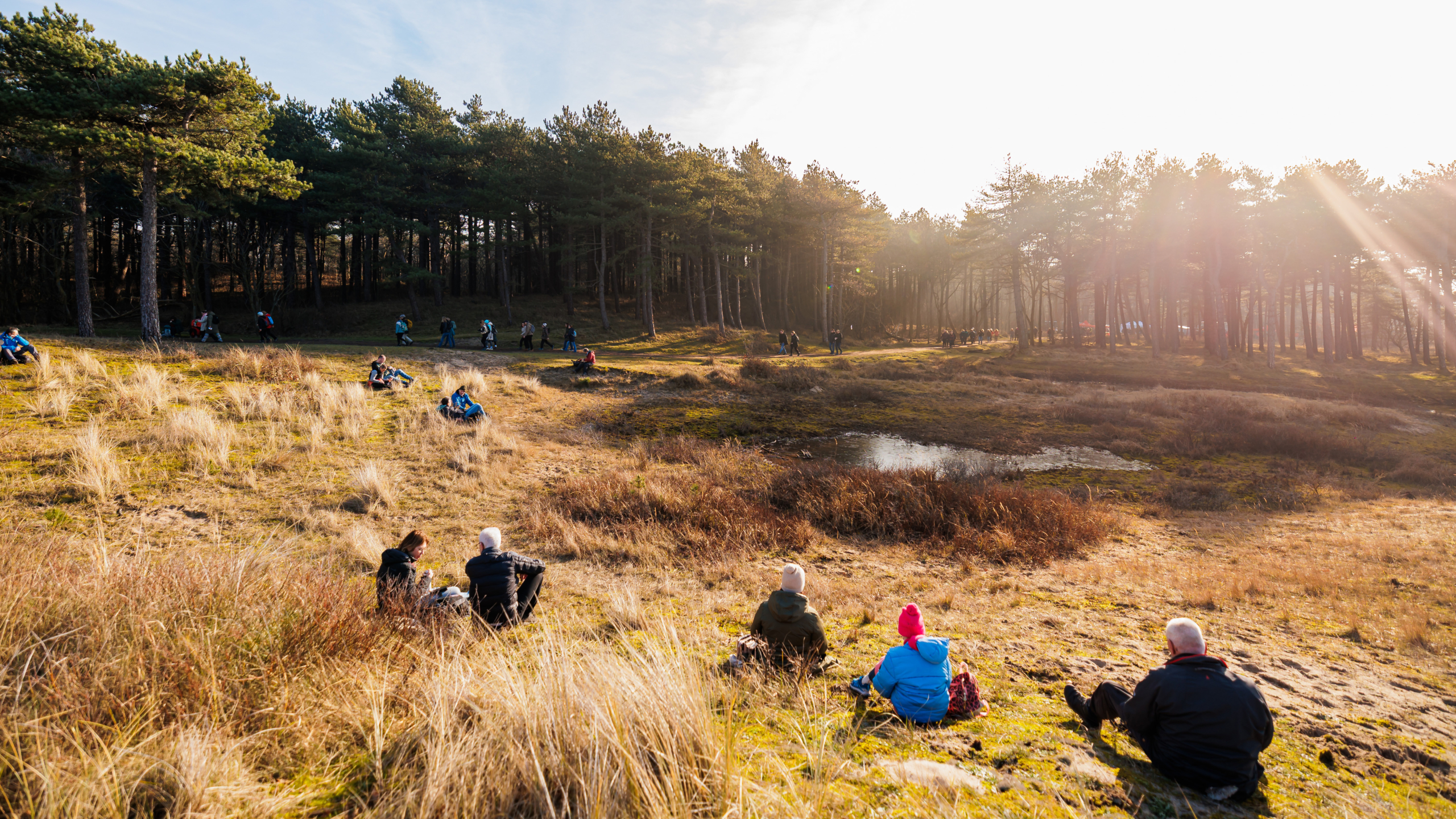 Mensen zitten en wandelen in een zonnig bosgebied met gras en een vijver, omgeven door bomen.