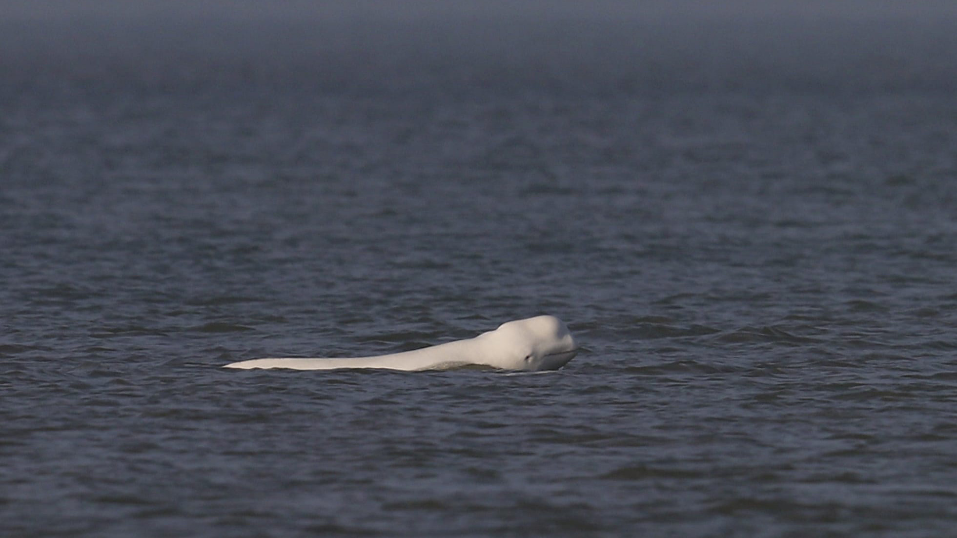 Witte walvis zwemt aan het wateroppervlak in een donkere zee.