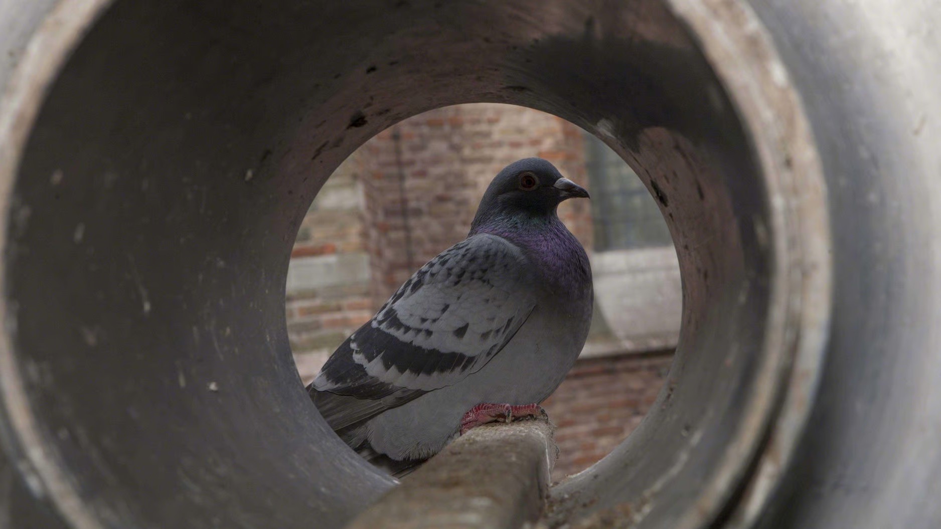 Een duif zit in een betonnen cilindervorm, met zicht op een bakstenen muur op de achtergrond.