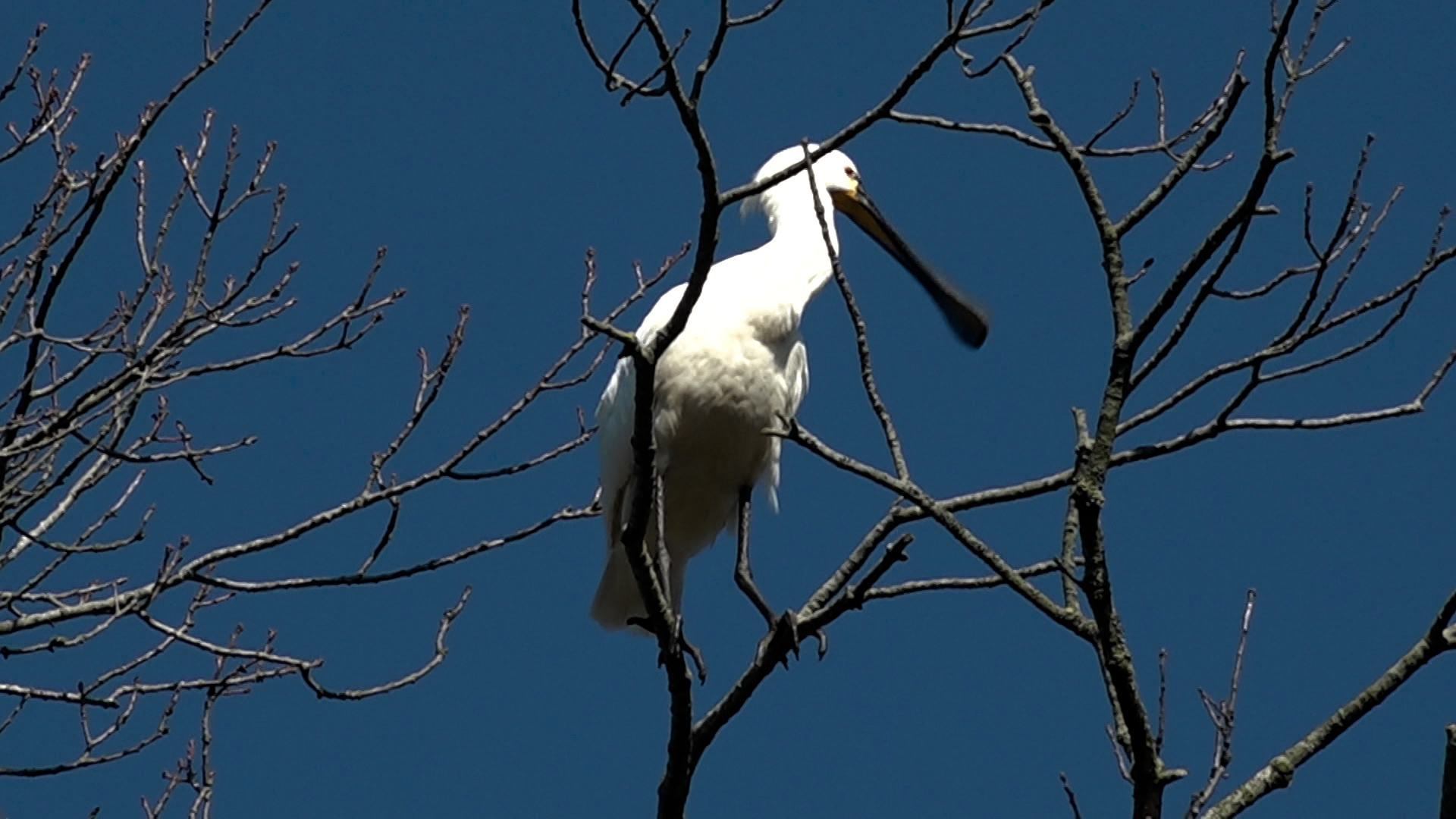 Een lepelaar zit op kale takken tegen een heldere blauwe lucht.