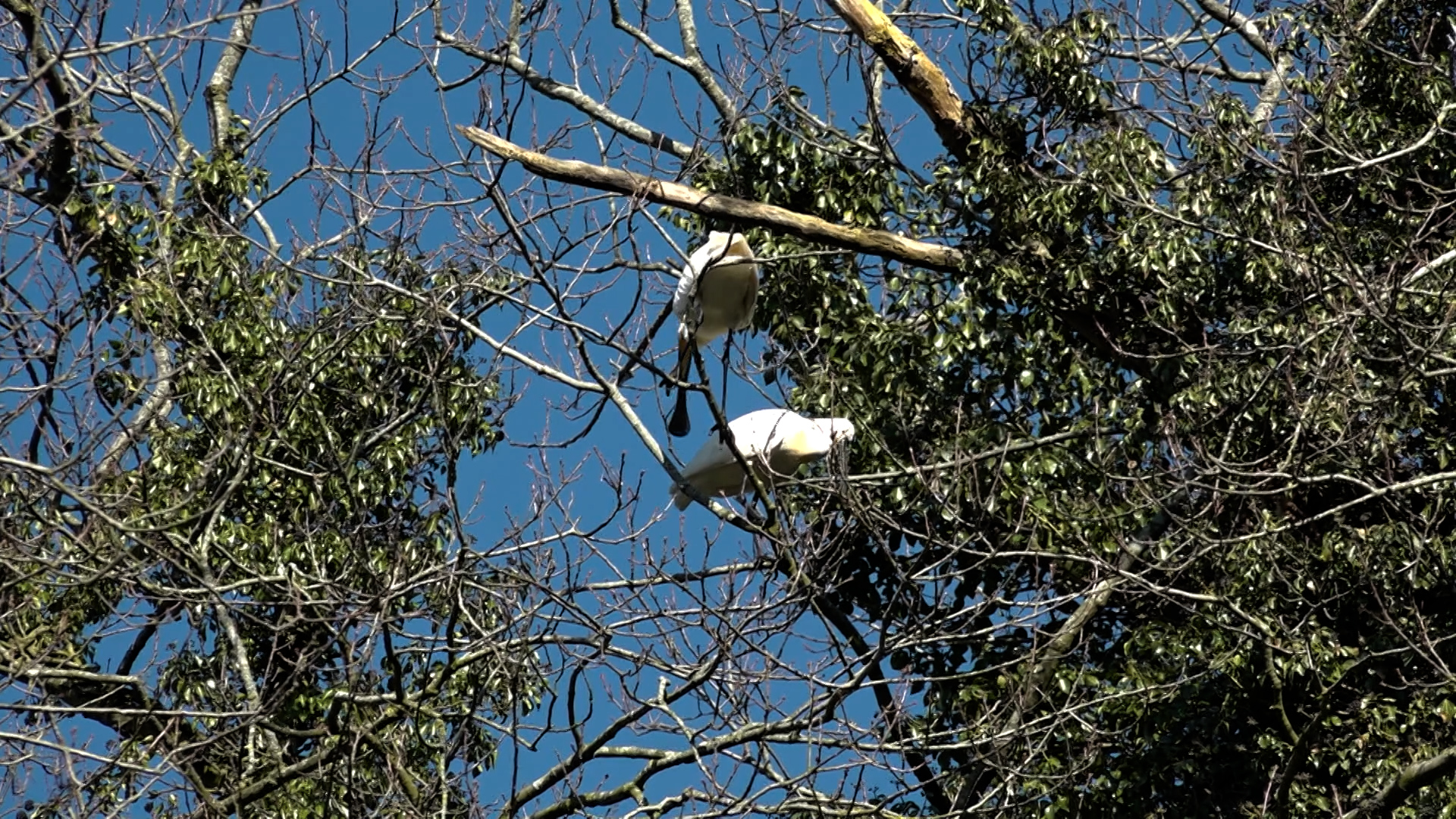 Twee witte vogels in een boom met kale en groene takken tegen een blauwe hemel.