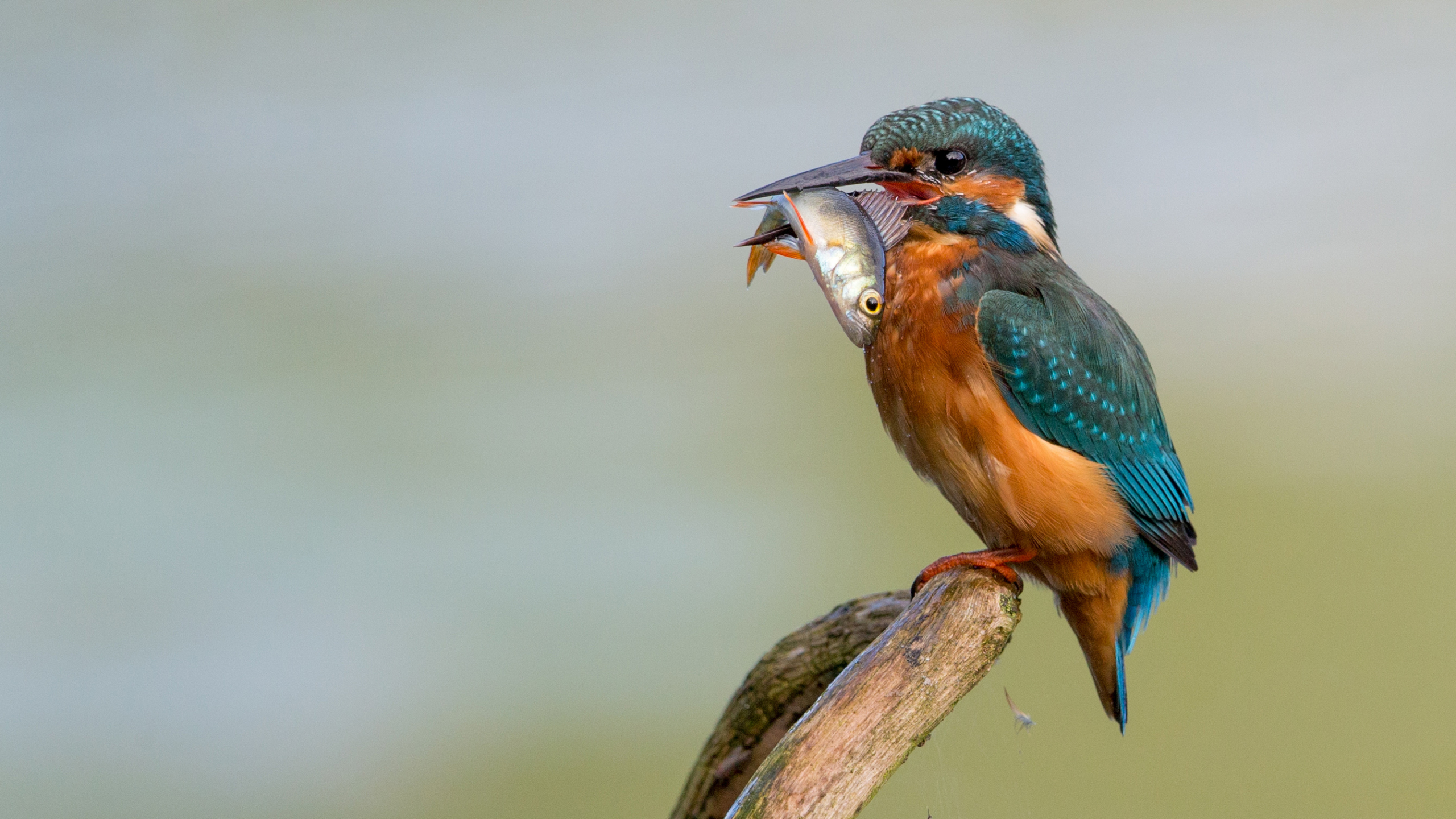 IJsvogel met een vis in zijn snavel, zittend op een tak tegen een wazige achtergrond.