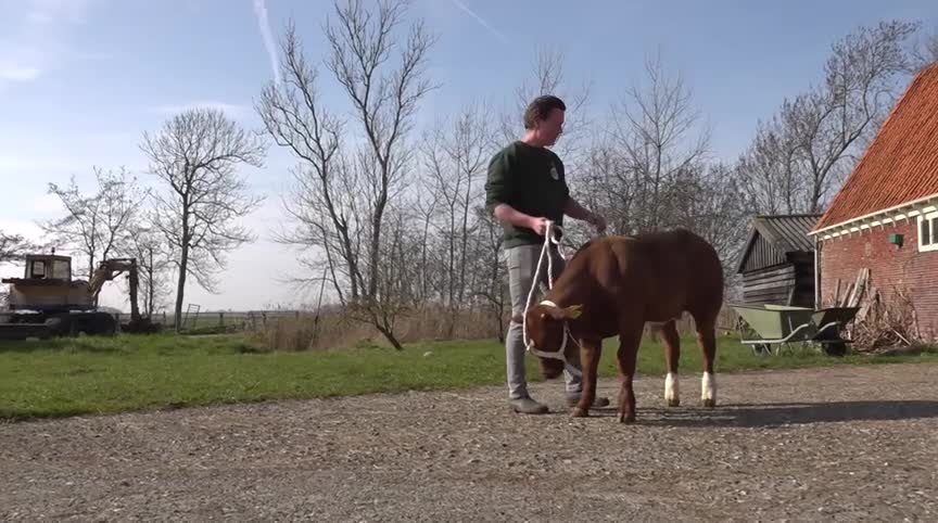 Een man met een kalf aan een touw staat op een boerenerf naast een bakstenen schuur, met bomen en een graafmachine op de achtergrond.