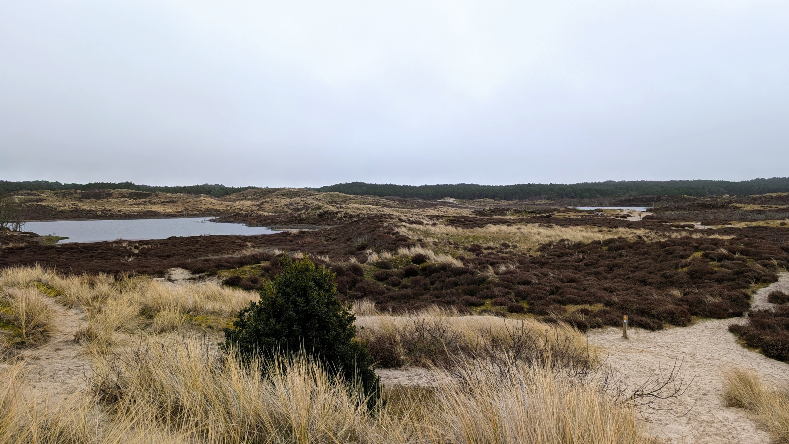 Heidelandschap met zandpaden, struiken en een klein meer onder een grijze lucht.
