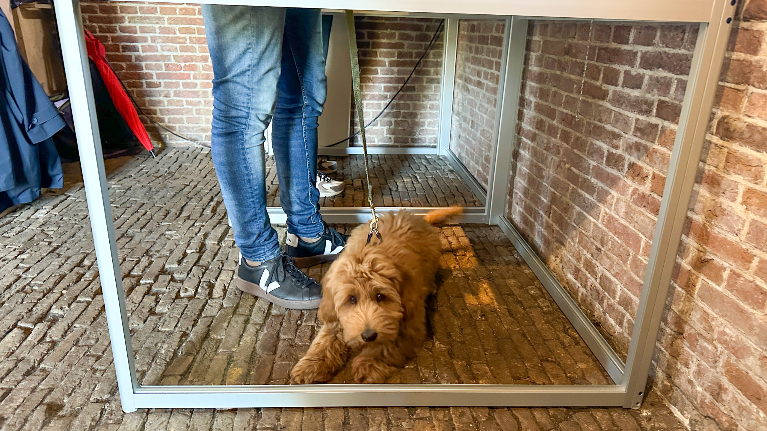 Puppy ligt op de grond aan een lijn, onder een tafel met een persoon in blauwe jeans en sneakers.