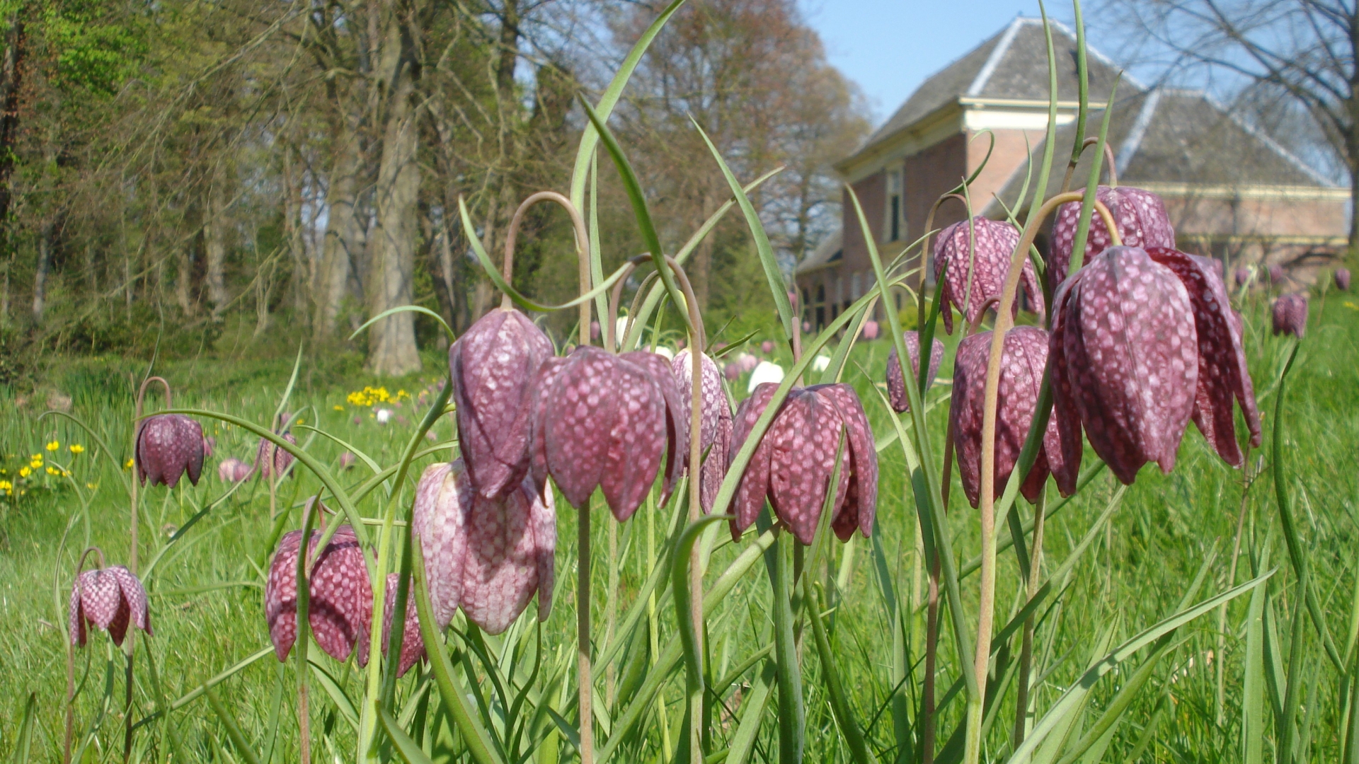 Paarse kievitsbloemen in een grasveld met op de achtergrond een gebouw en bomen.