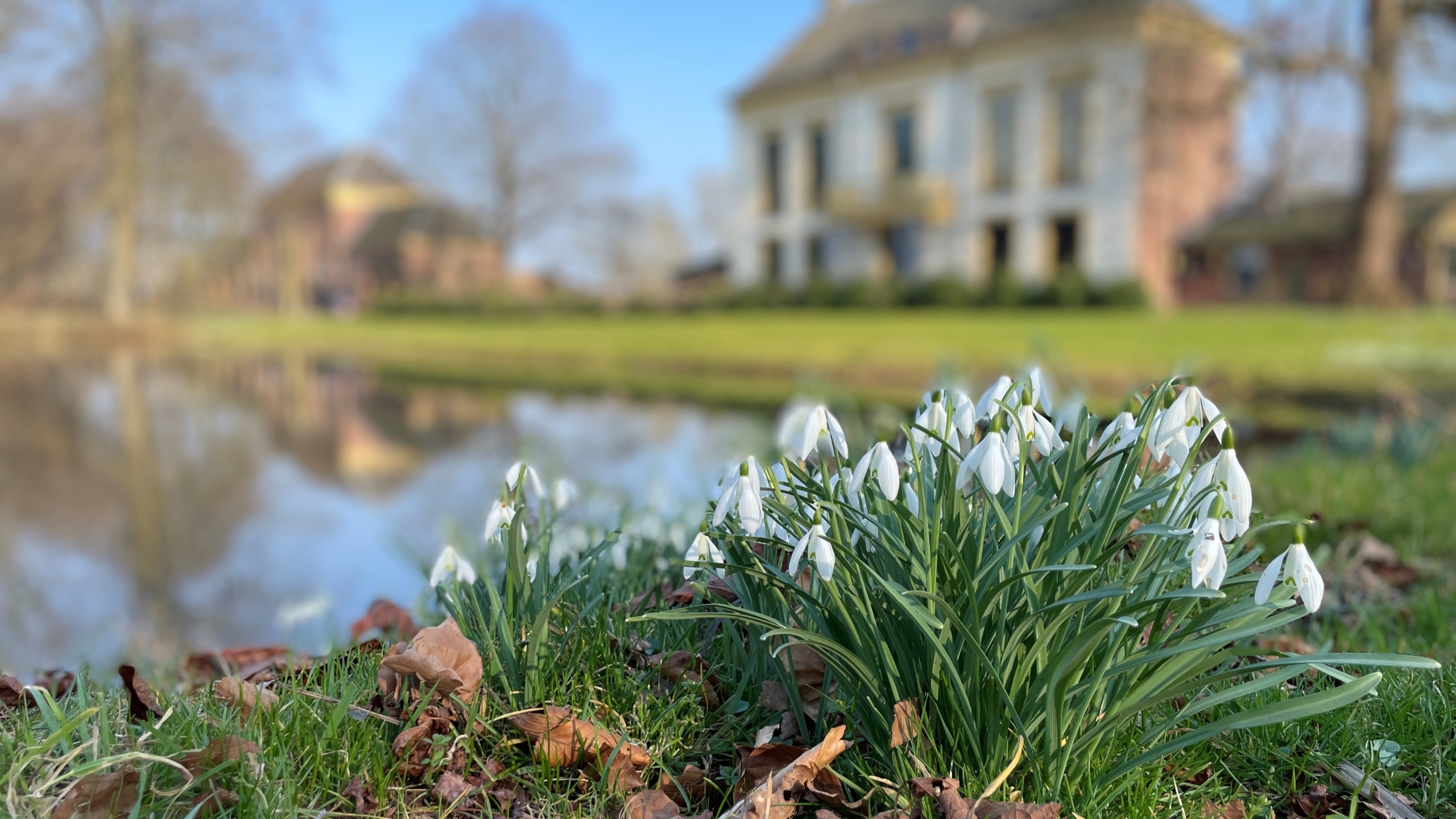 Sneeuwklokjes bloeien op de voorgrond met een vervaagd landhuis en vijver op de achtergrond.