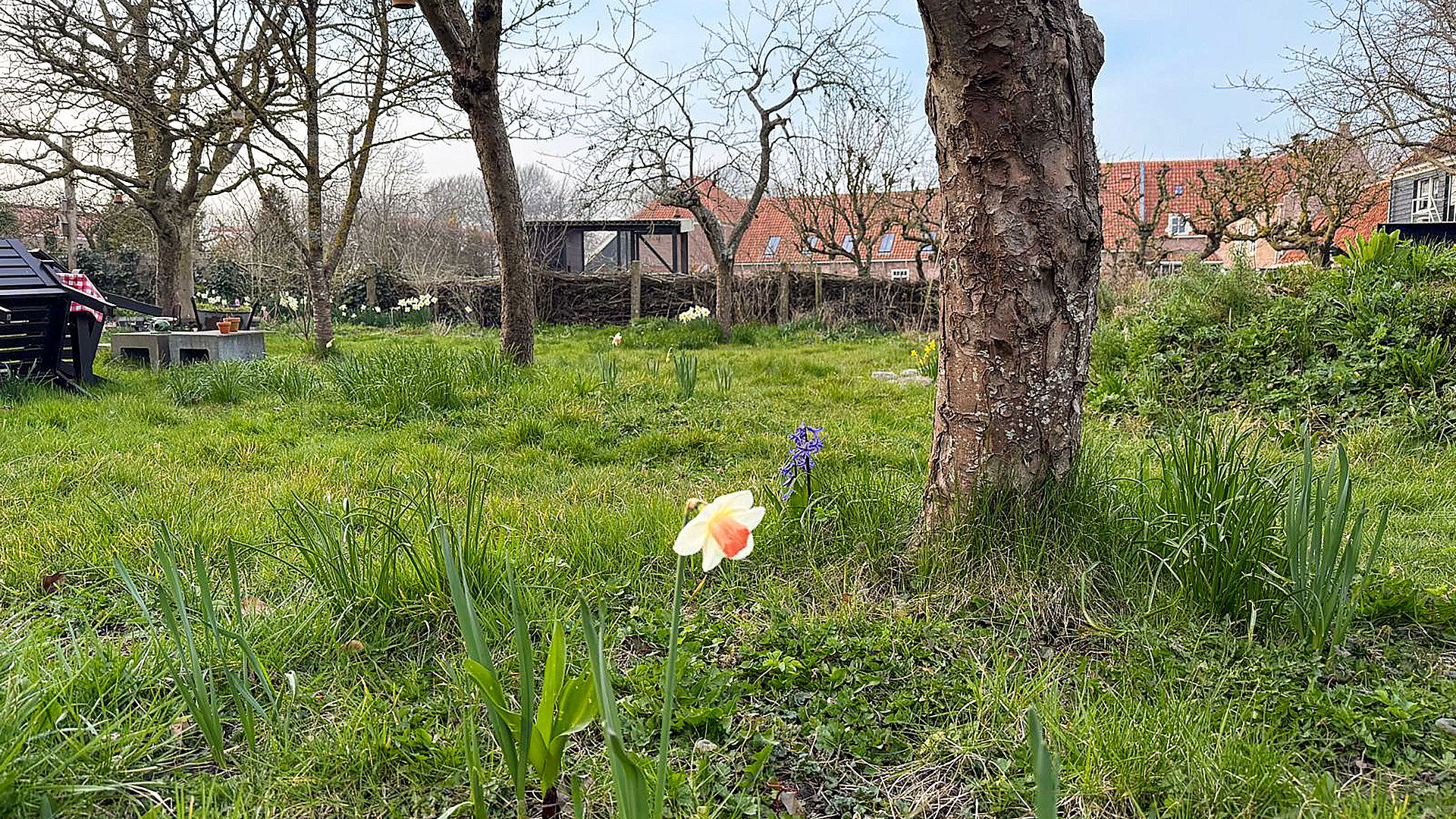 Tuin met kale bomen, groene grasvelden en bloemen zoals narcissen; een picknicktafel staat links op het gras.
