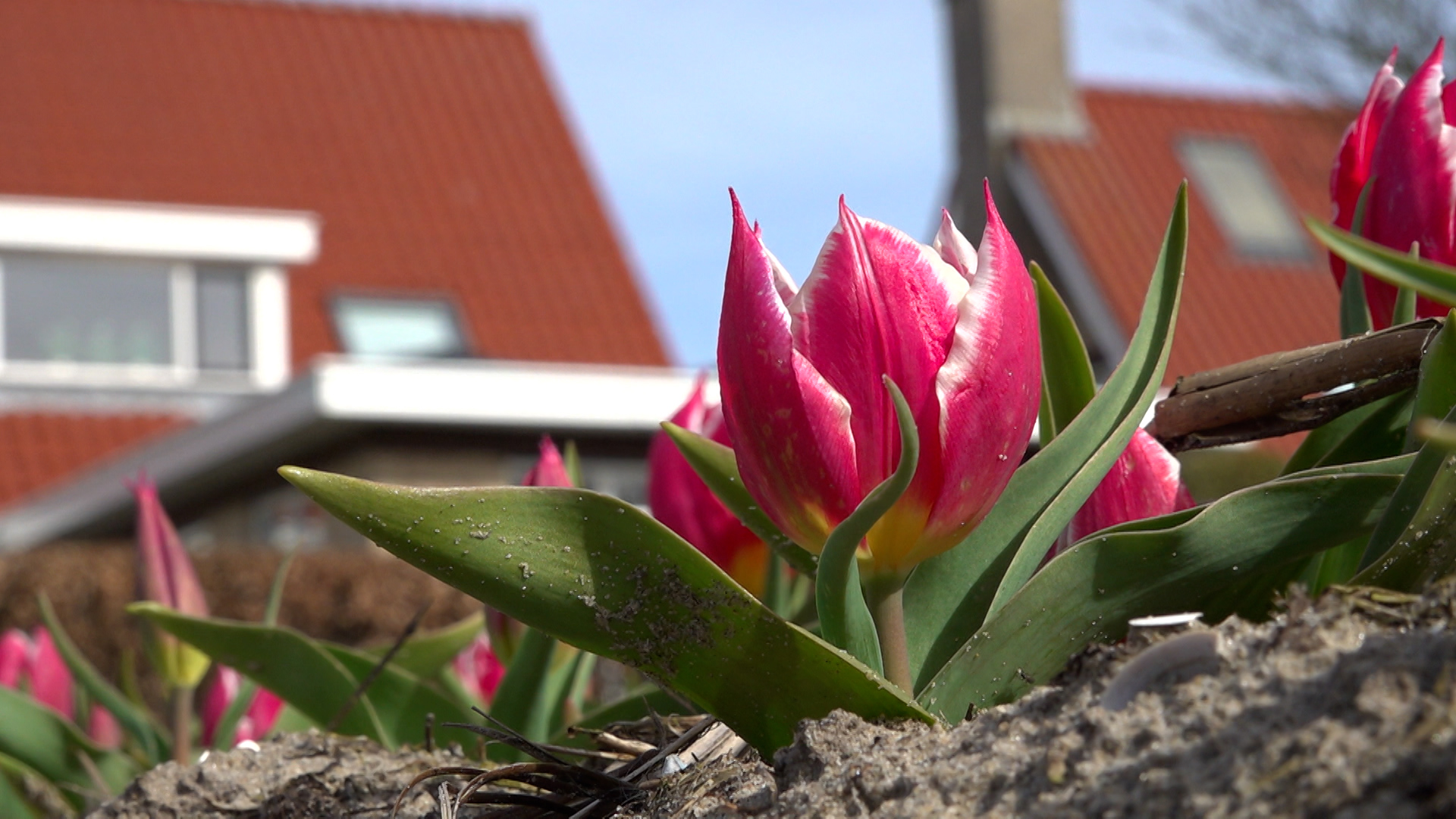 Roze tulpen in bloei voor een huis met rood dak in de achtergrond.