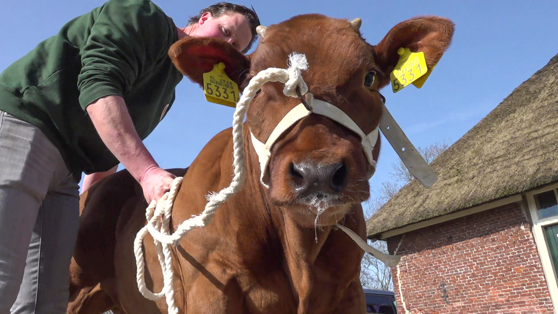 Een roodbruine koe met identificatie-oorlabels en een halster, begeleid door een persoon bij een stenen gebouw.