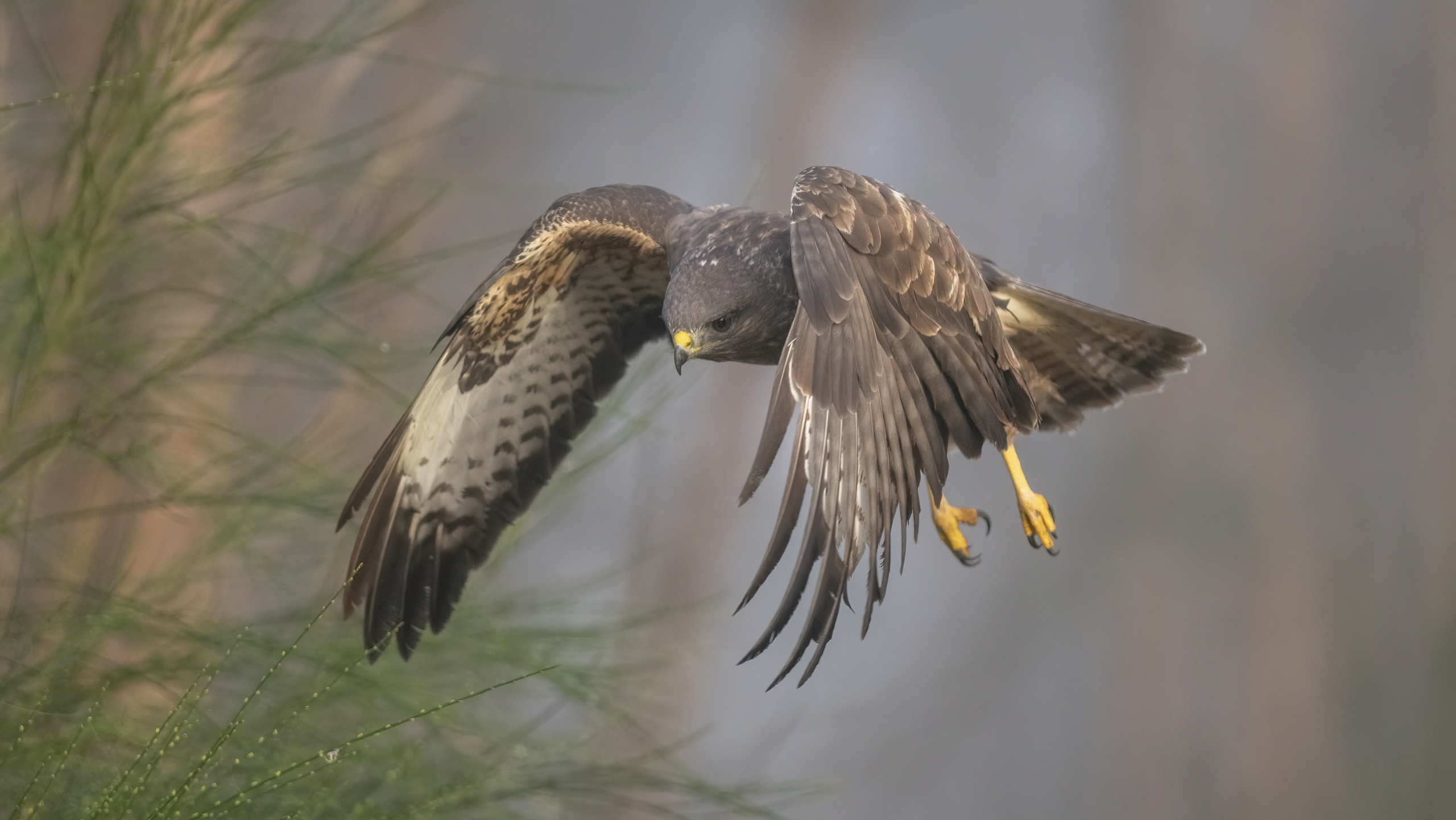 Een roofvogel zweeft en duikt naar beneden met gespreide vleugels in een bosachtige omgeving.