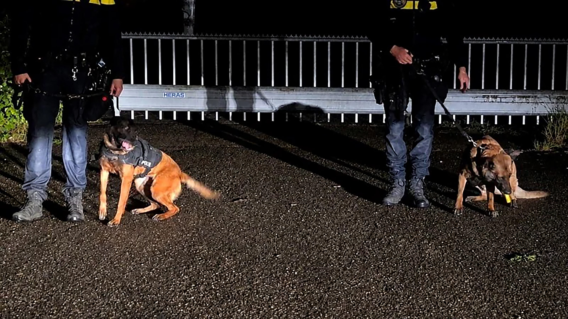 Twee politiehonden met hun geleiders, 's nachts op een verlichte weg, gekleed in beveiligingsvesten.