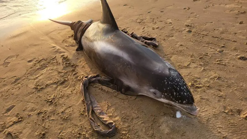 Een gestrande dolfijn ligt op z'n zij op een zandstrand met water op de achtergrond.