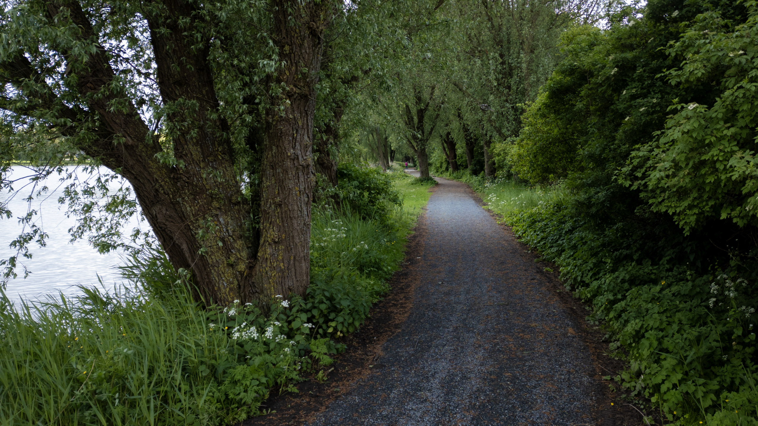 Boomrijke weg langs het water met groene struiken en gras, en een persoon in de verte.
