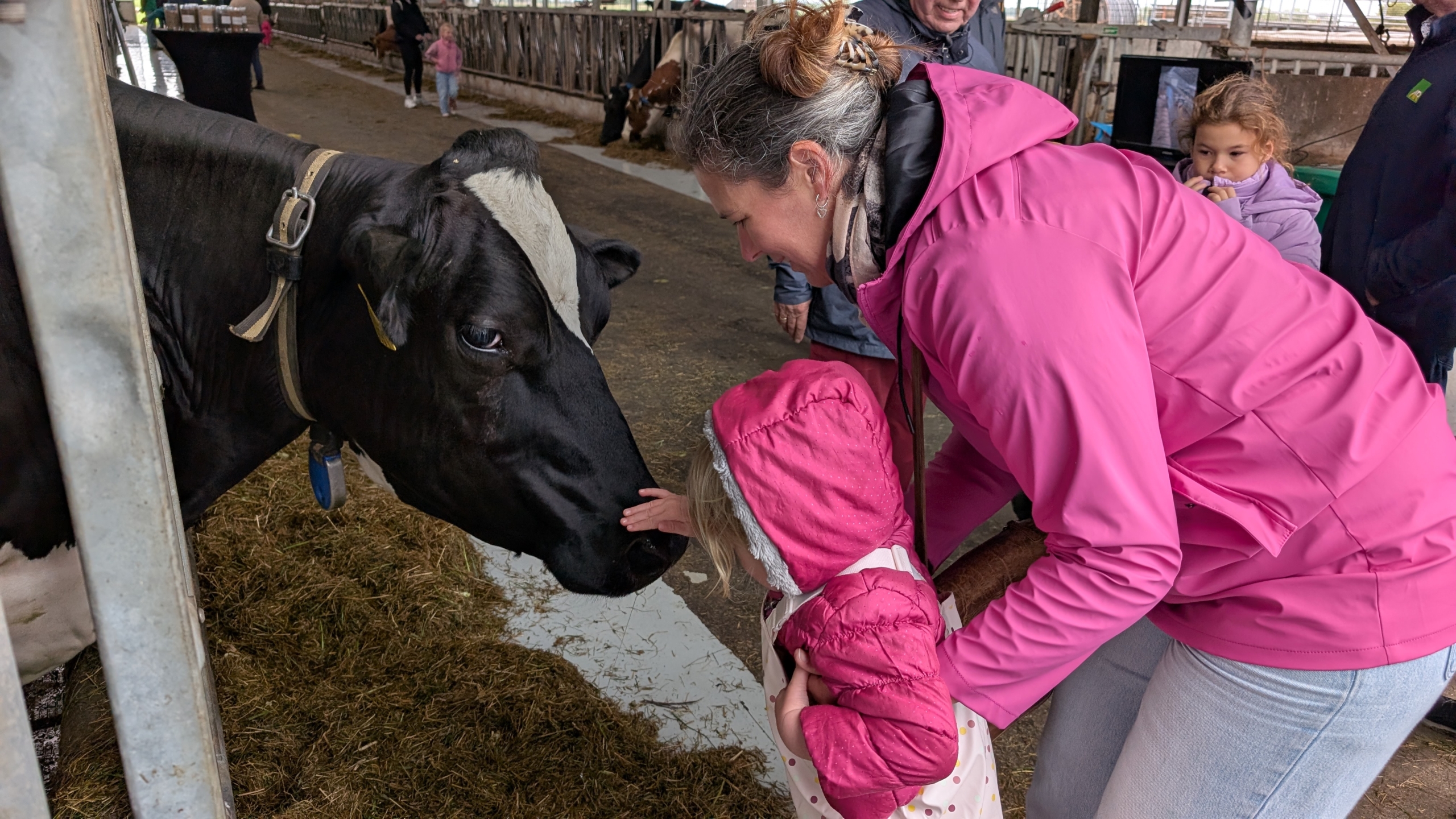 Een vrouw en een kind in roze jassen aaien een zwart-witte koe in een schuur.