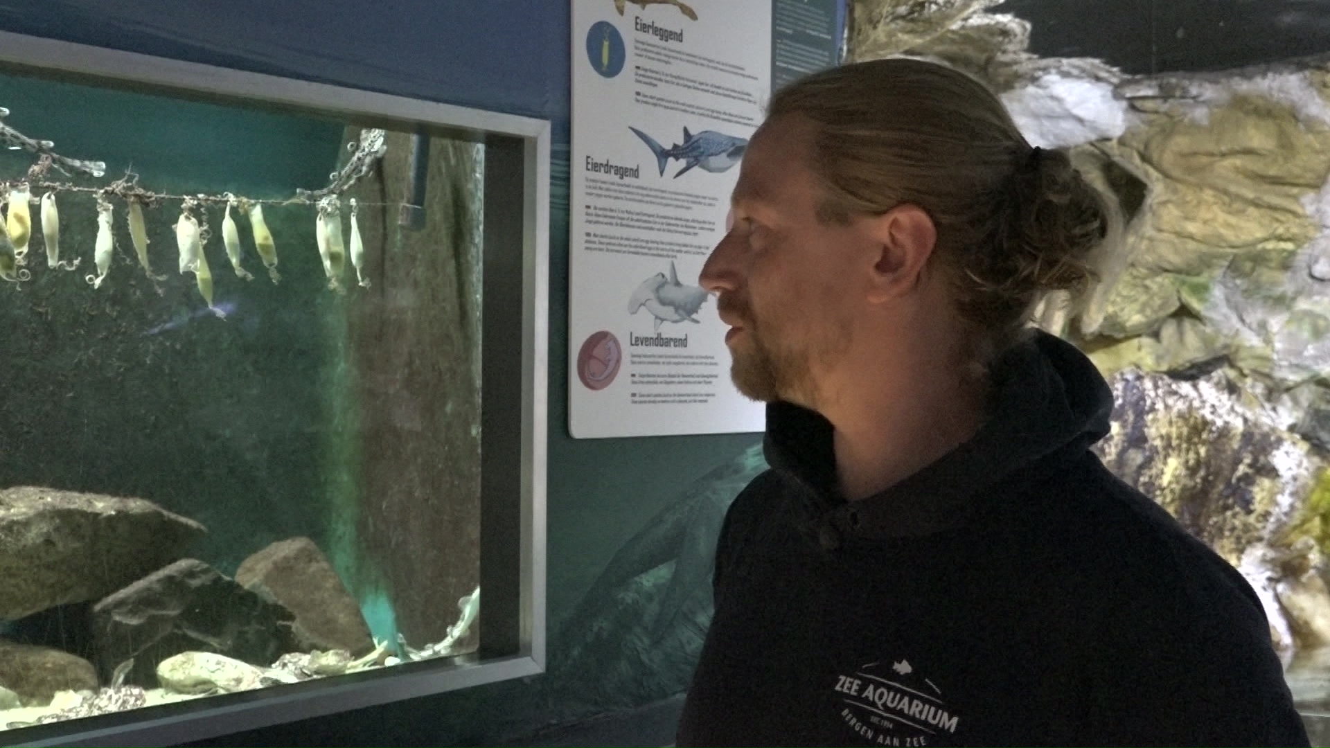 Een persoon kijkt naar een aquarium met eieren die aan een touw hangen, te zien in een ruimte met informatieve borden.