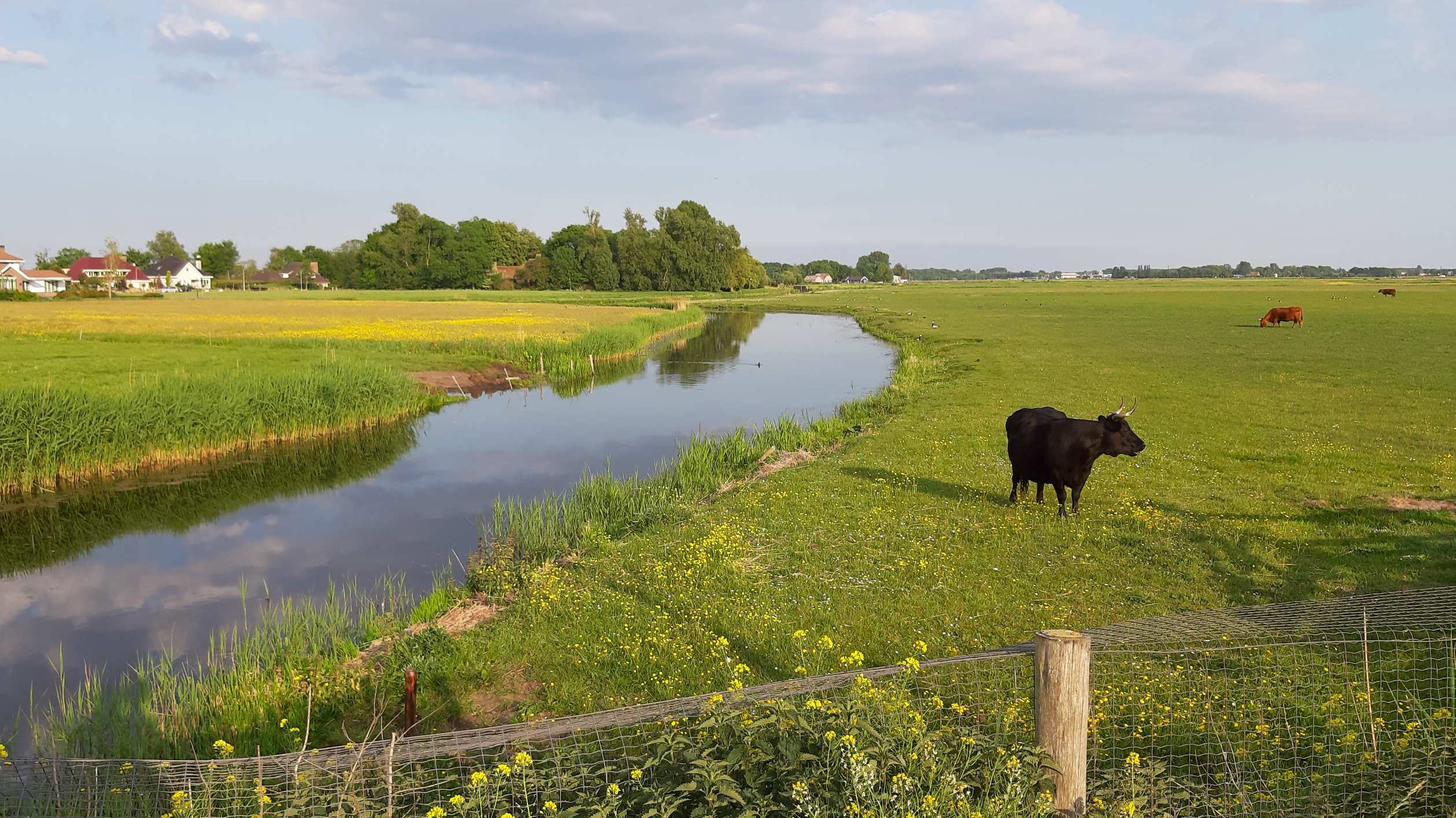 Een zwart-witte koe staat in een groene weiland naast een sloot, met woonhuizen en bomen in de achtergrond.