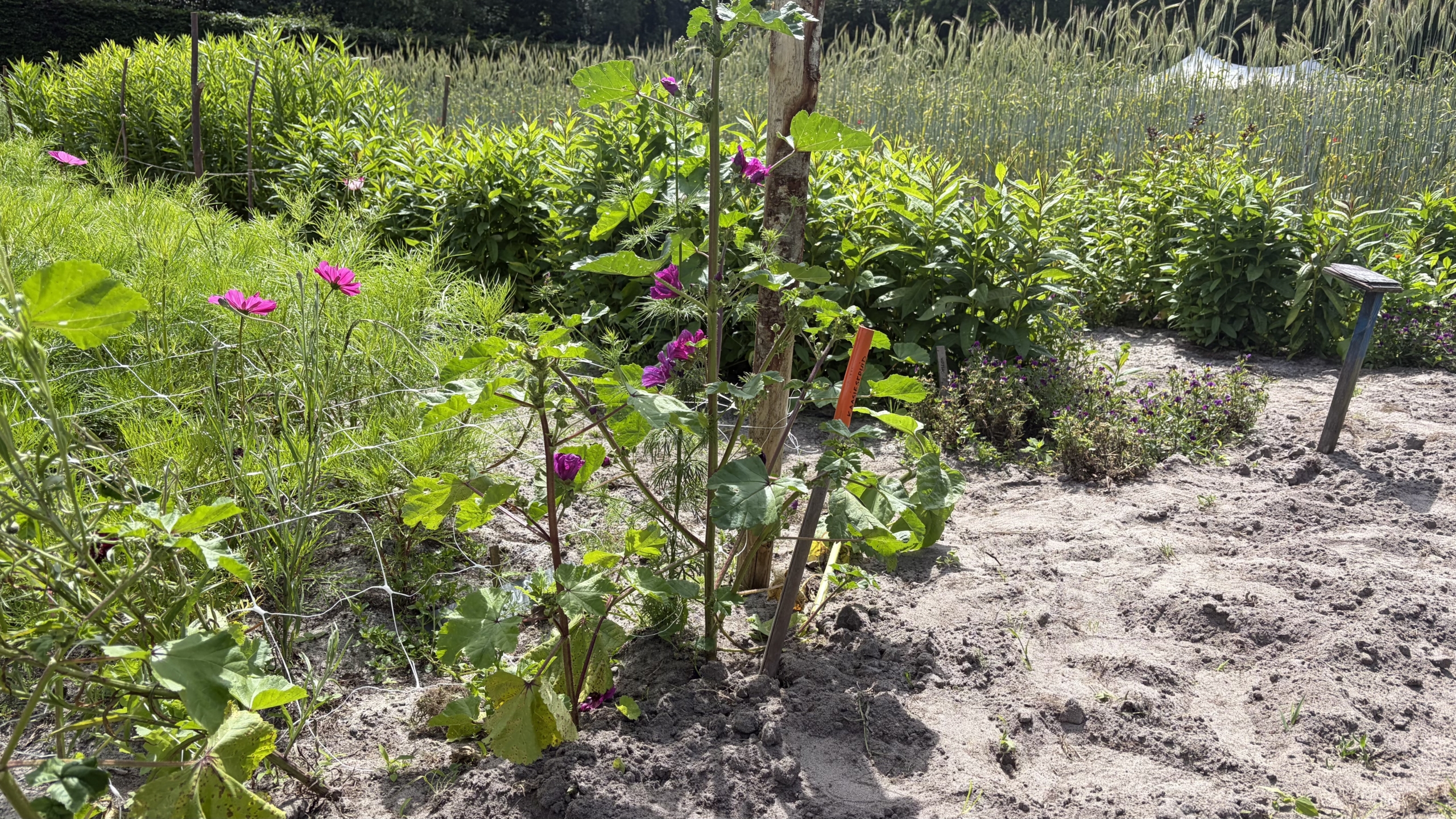 Roze bloemen groeien in een tuin met groene bladeren en zandgrond, omringd door dichtbegroeide planten.
