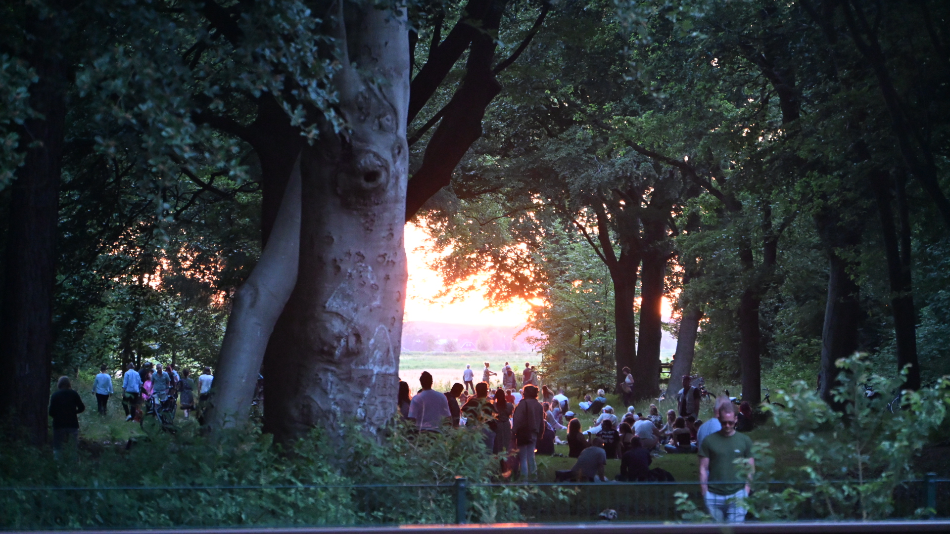 Mensen genieten van een bijeenkomst in een bos bij zonsondergang, omringd door hoge bomen.