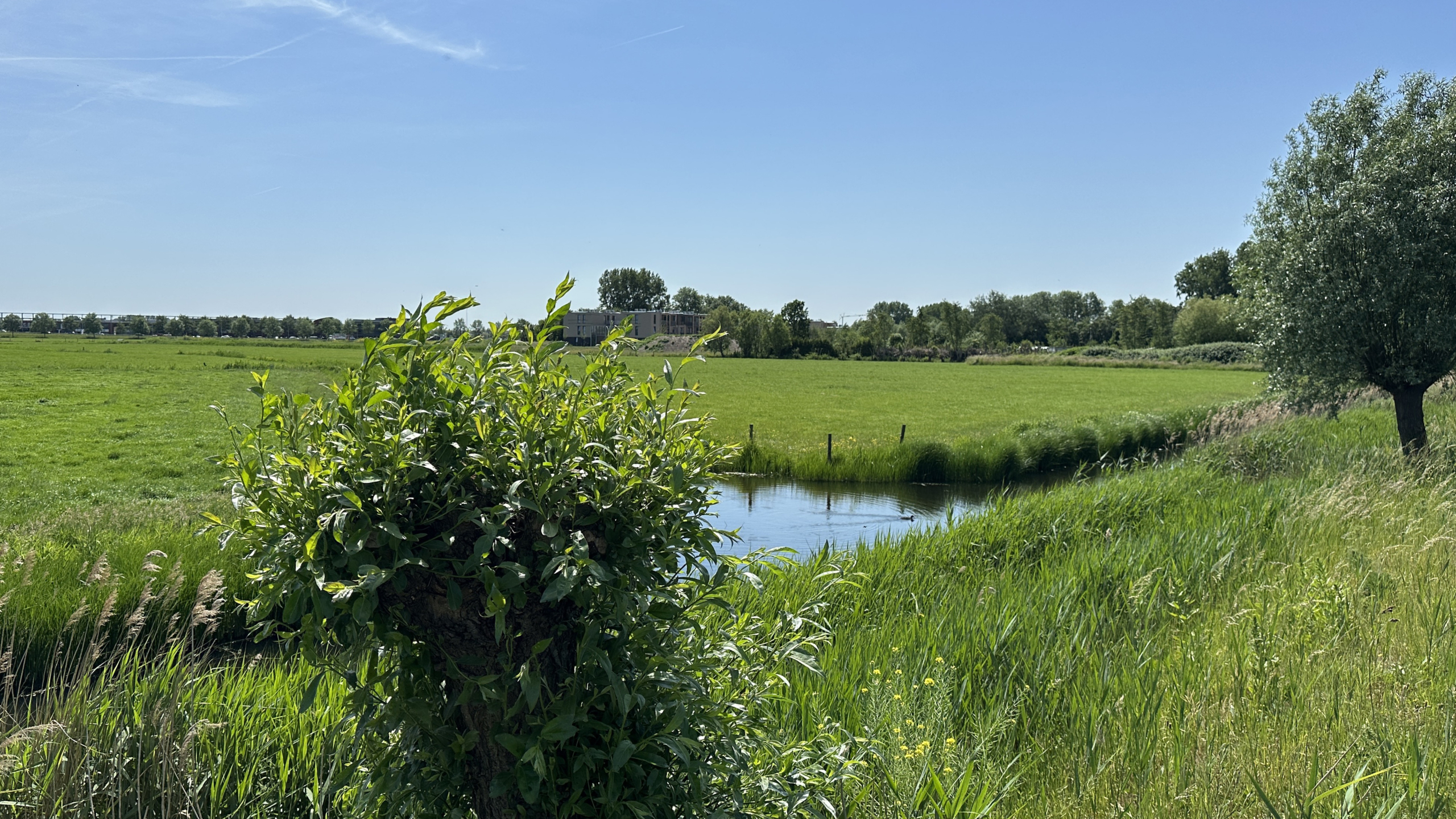 Groen polderlandschap met sloot, riet en een knotwilg op de voorgrond onder een heldere blauwe lucht