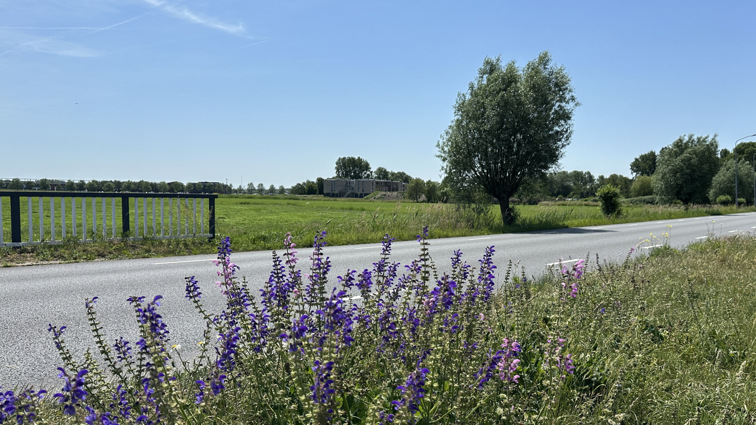 Landweg langs een groen veld met paarse en roze wilde bloemen op de voorgrond en een grote boom onder heldere blauwe lucht