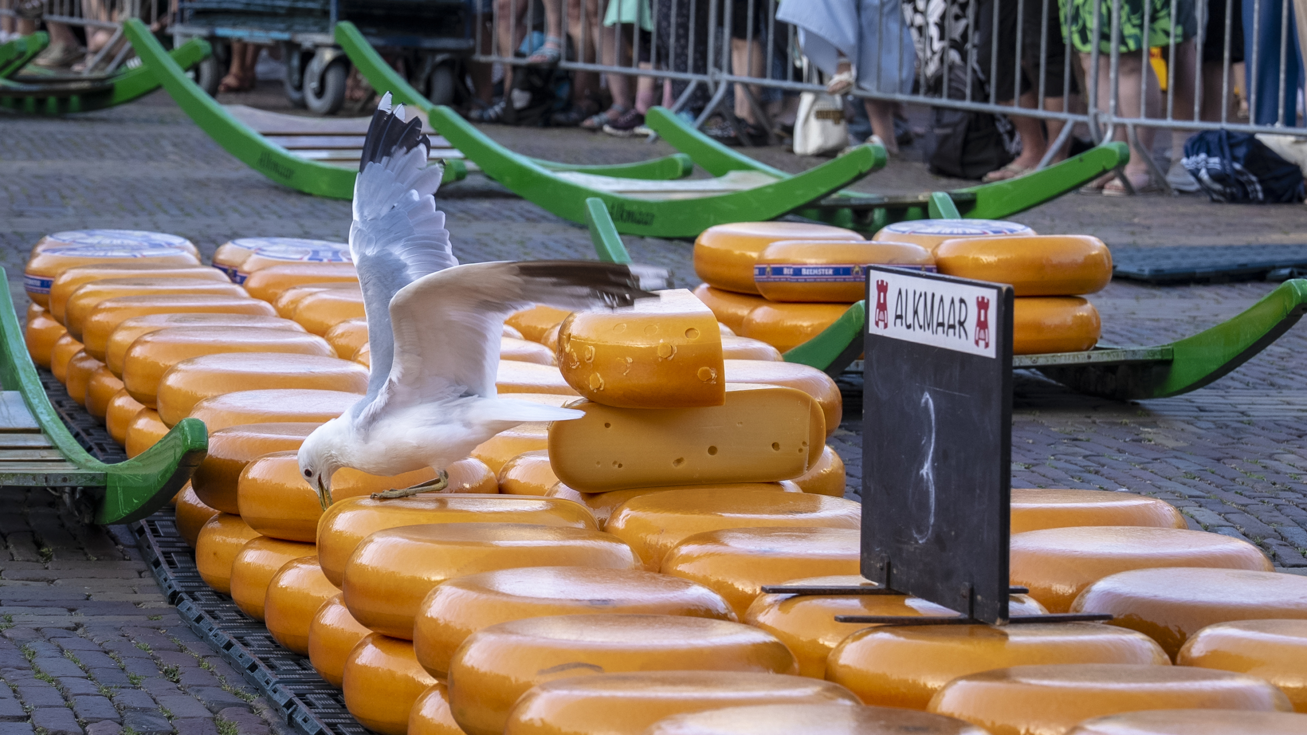 Meeuw landt op stapels ronde kaaswielen bij kaasmarkt, met bordje “Alkmaar” op de voorgrond