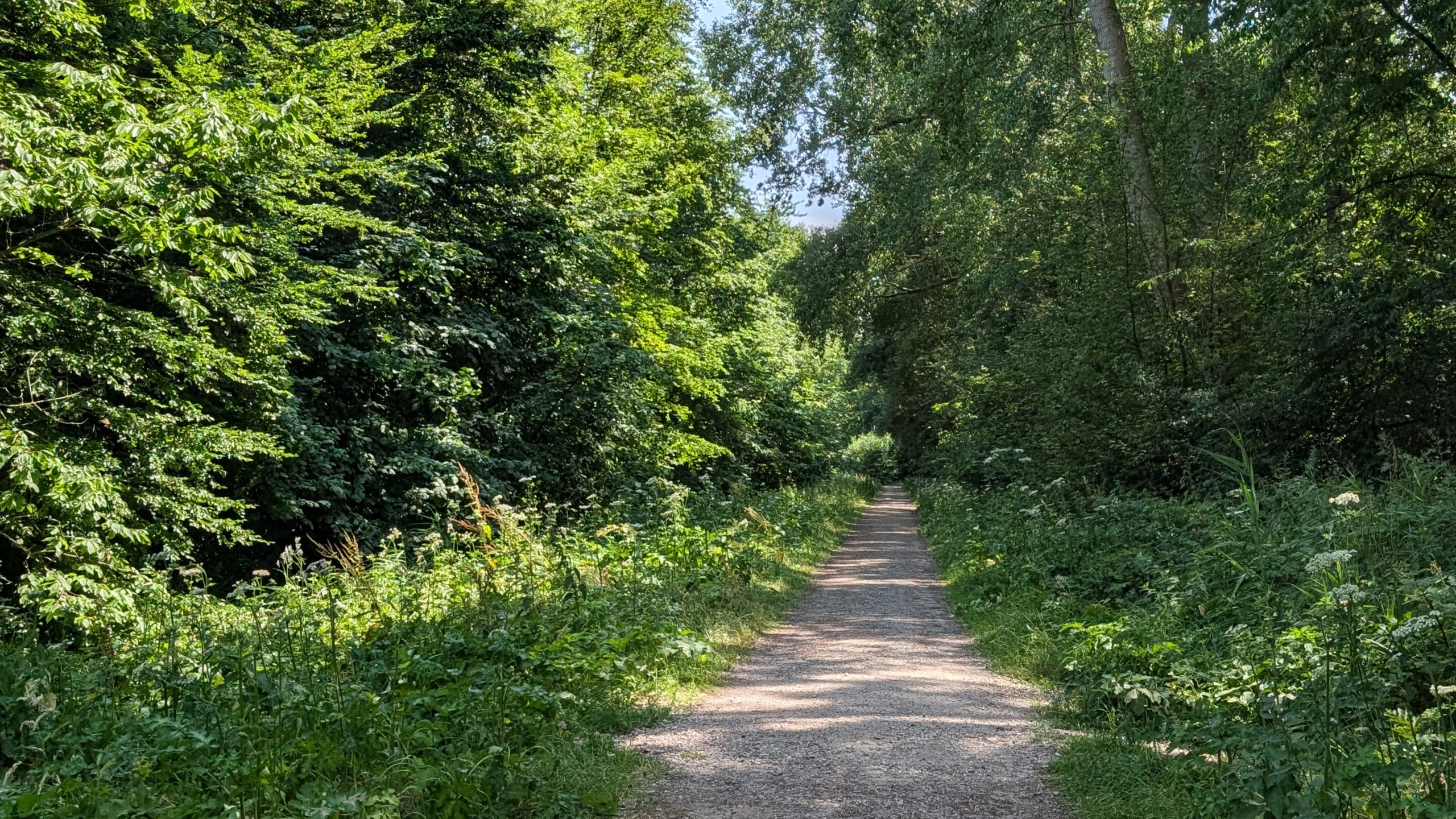 Smal grindpad door dichtbegroeid groen bos, met zonlicht dat door de bomen op het pad valt