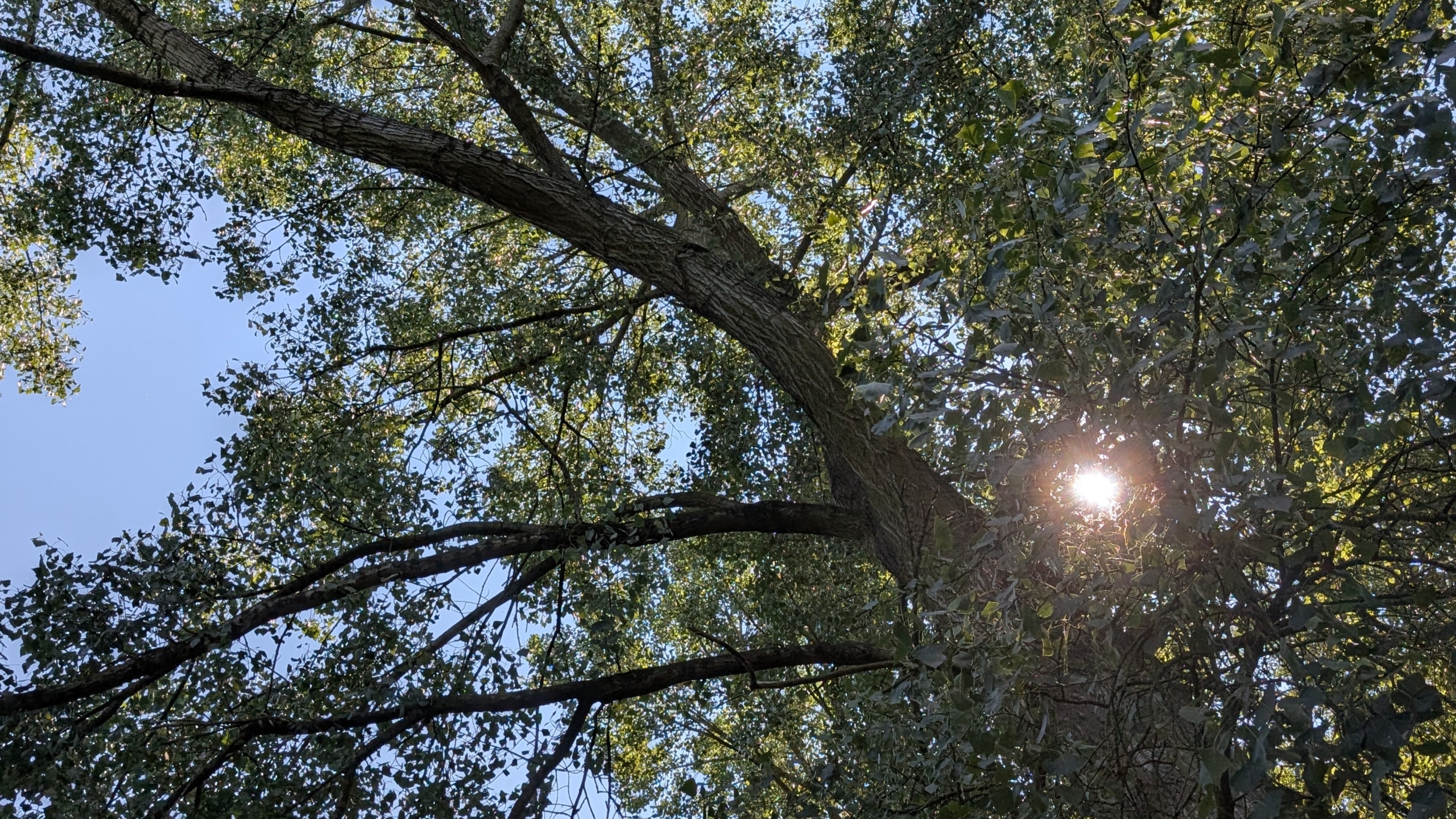Zonlicht schijnt door de bladeren van een grote boom, met dikke takken tegen een heldere blauwe lucht