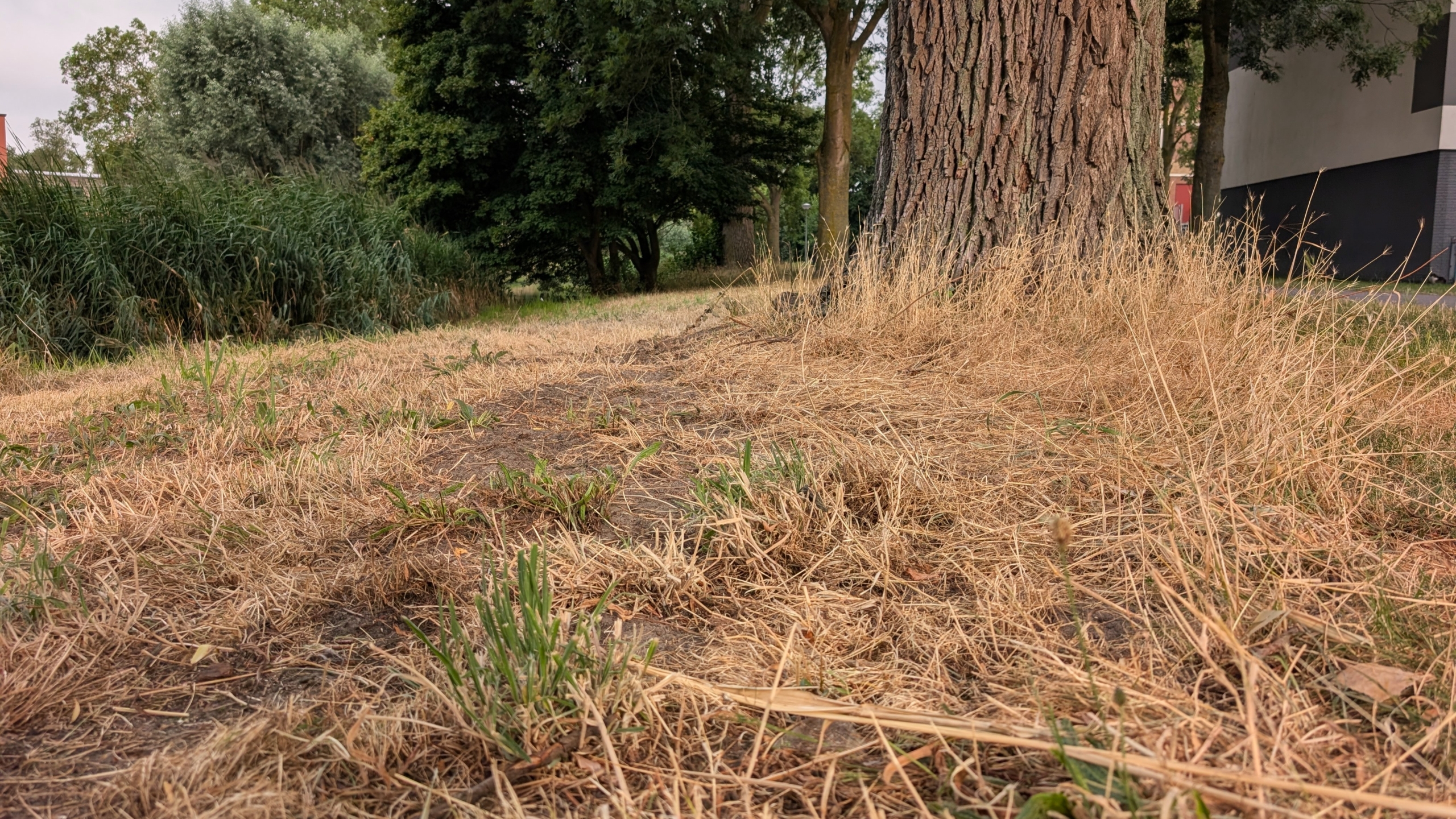 Lage hoek van droog gras en een grote boomstam langs een groen park, met gebouwen op de achtergrond