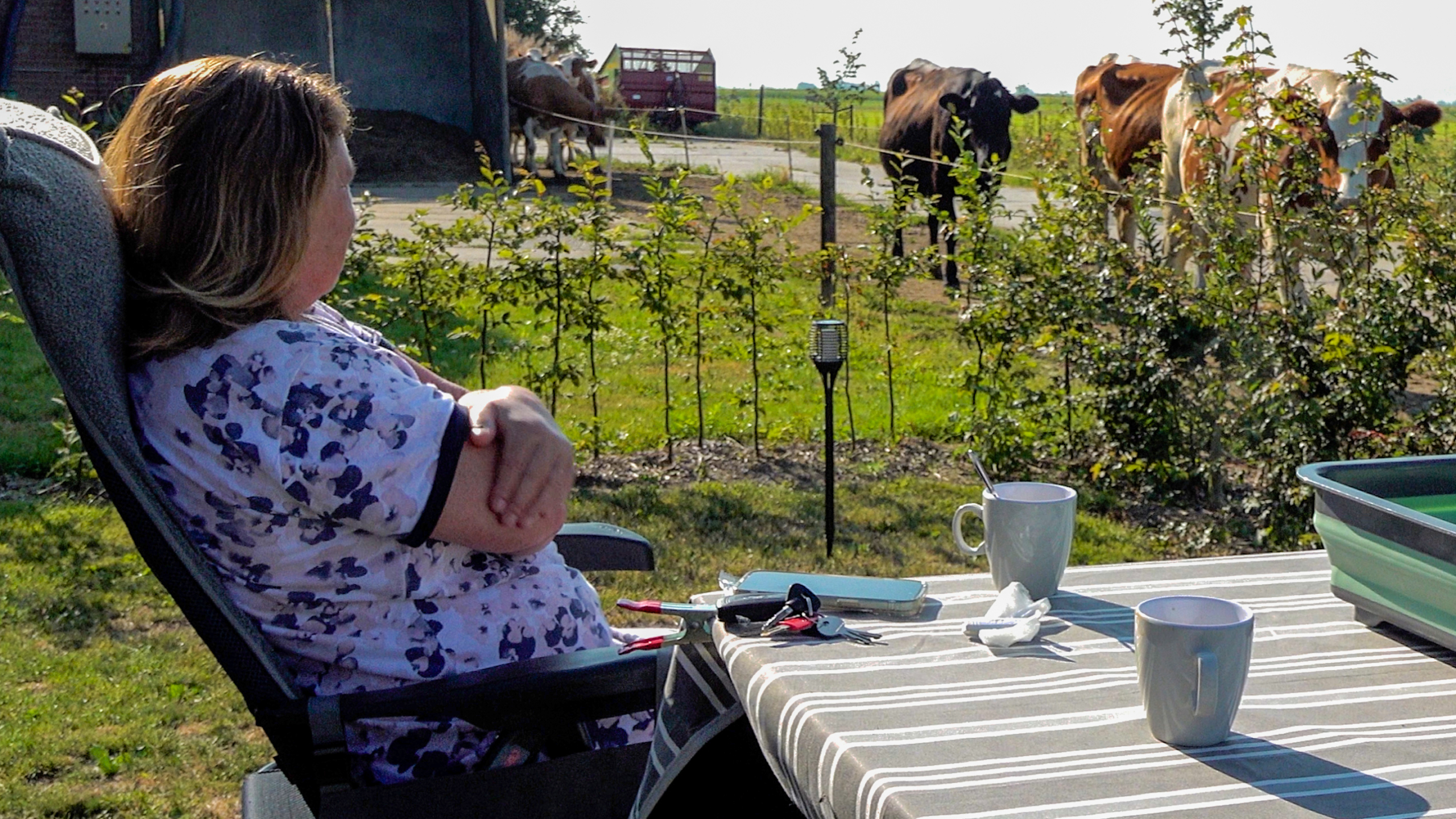 Vrouw zit buiten aan tafel met koffiemokken en kijkt naar koeien in de wei op een zonnige dag