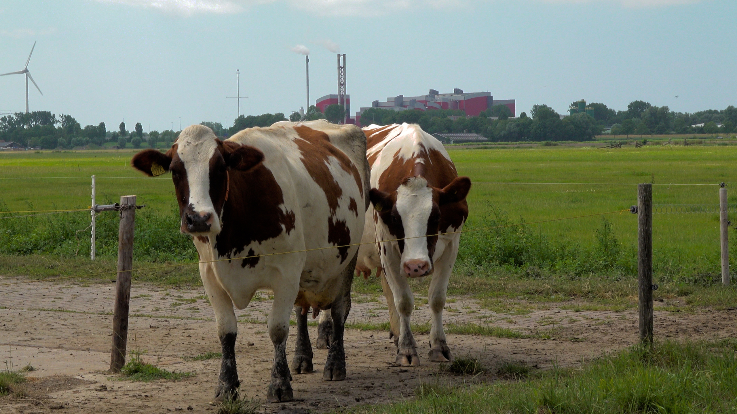 Twee bruin-witte koeien in een groene weide, met op de achtergrond een windmolen en een fabriek