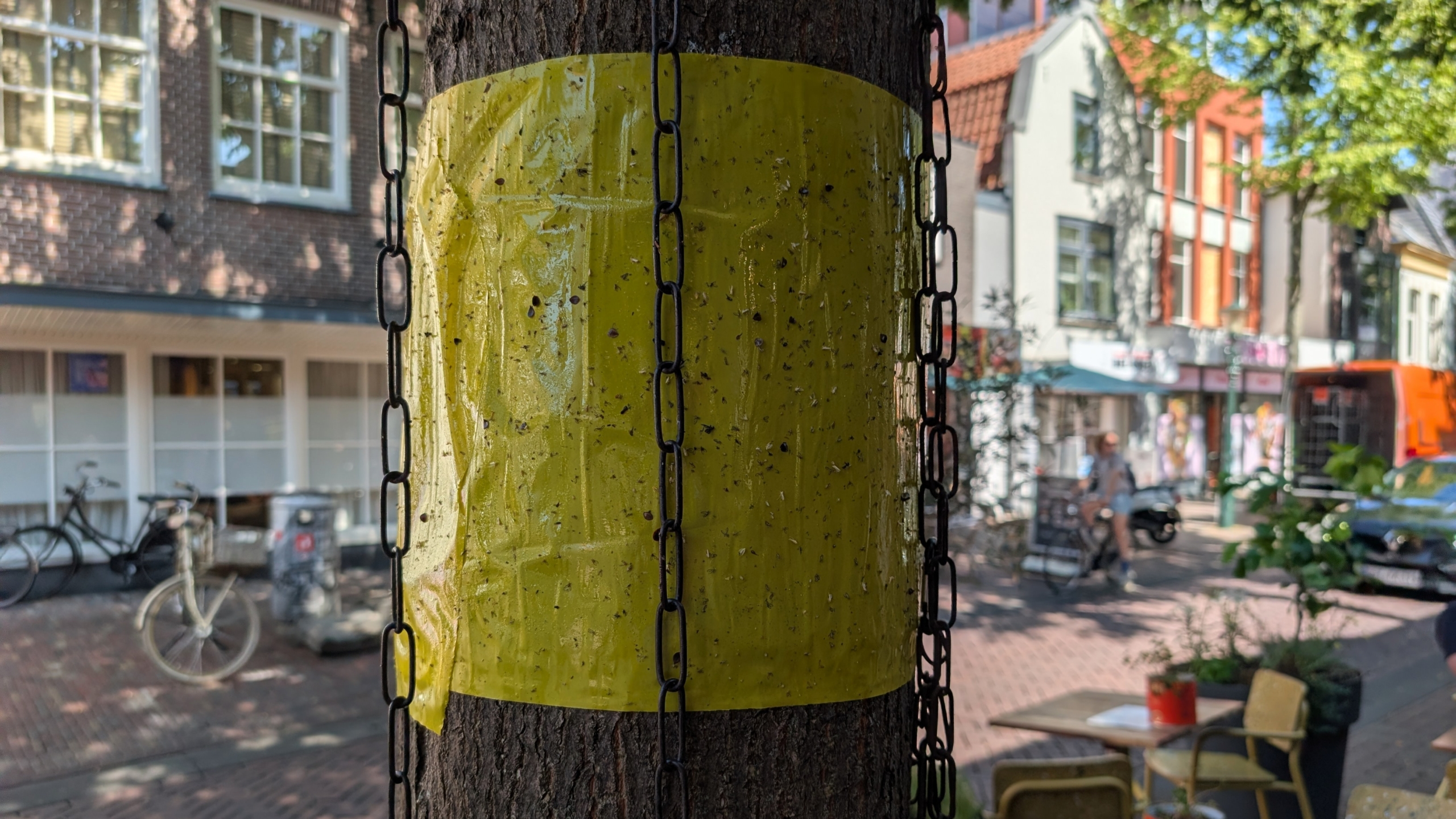 Gele kleefband om een boomstam met insecten erop, met kettingen langs de stam en een straat op de achtergrond