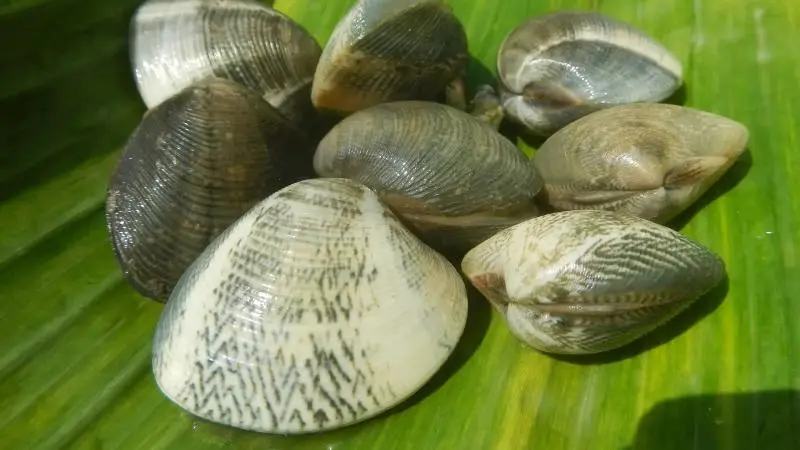 Close-up van verschillende schelpen op een groen bananenblad