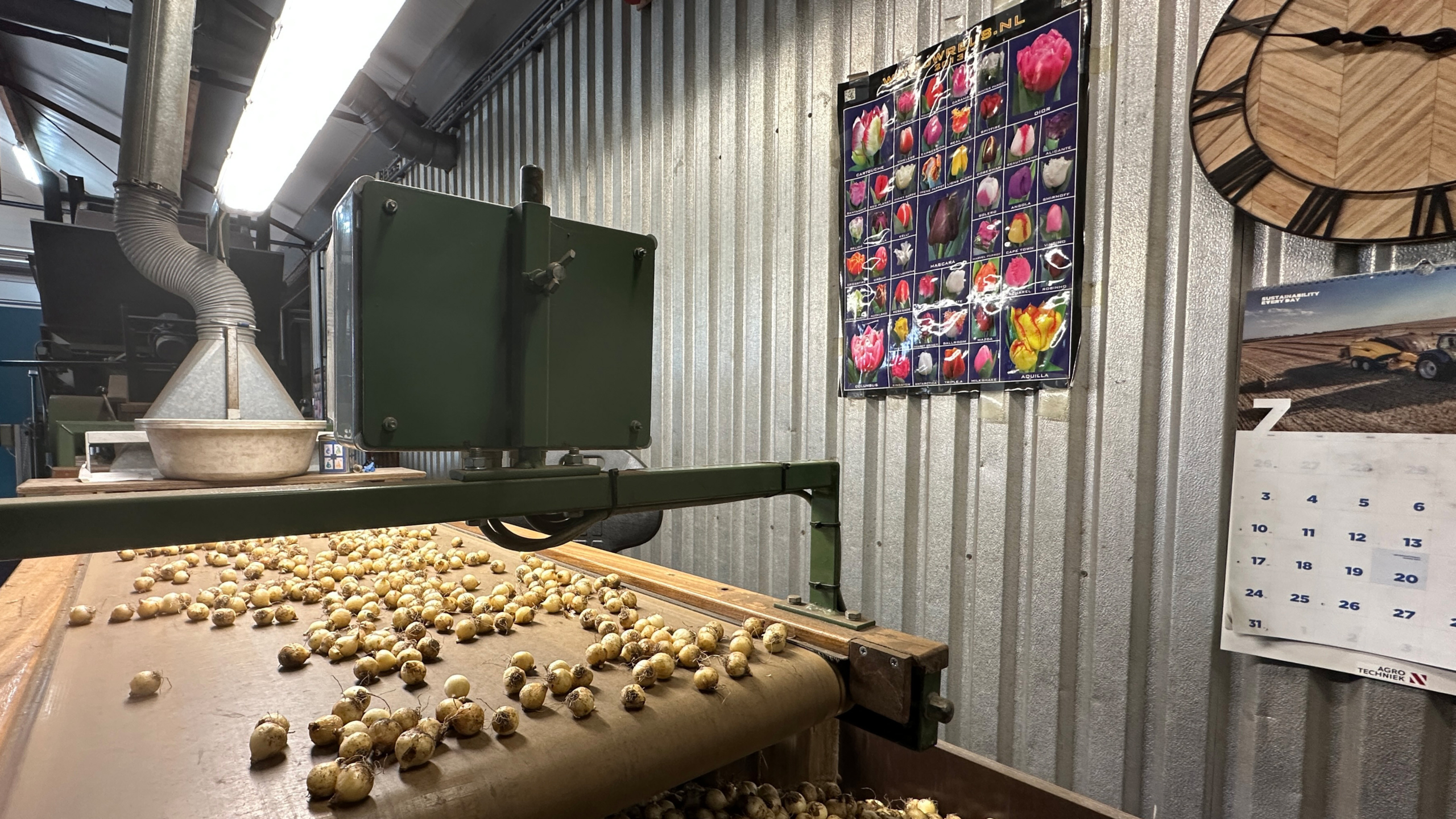 Transportband met tulpenbollen onder een groene sorteermachine in een schuur, met tulpenposter en kalender aan de wand