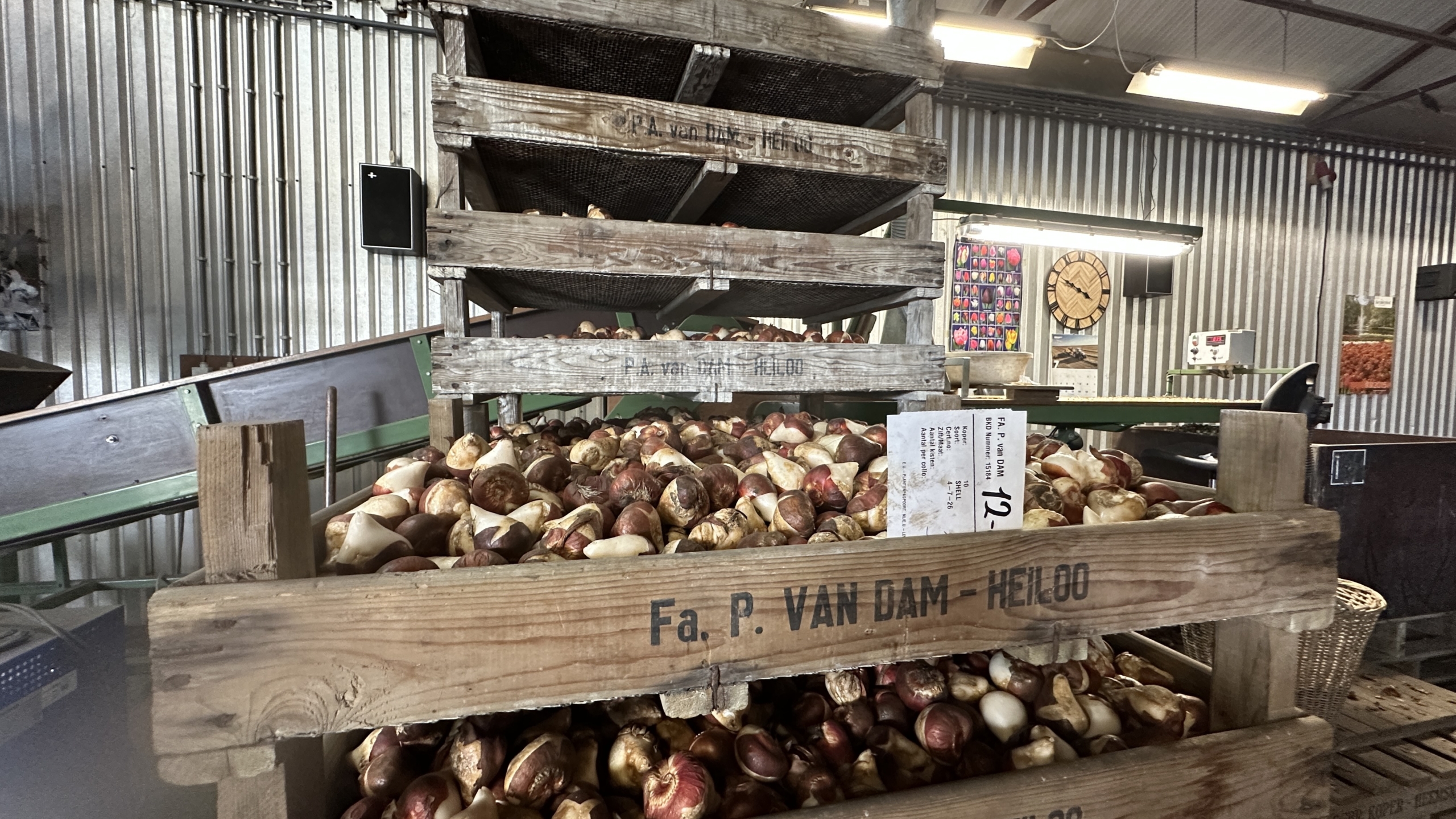 Houten kratten vol tulpenbollen in een schuur, met op de voorkant de tekst Fa. P. van Dam–Heiloo