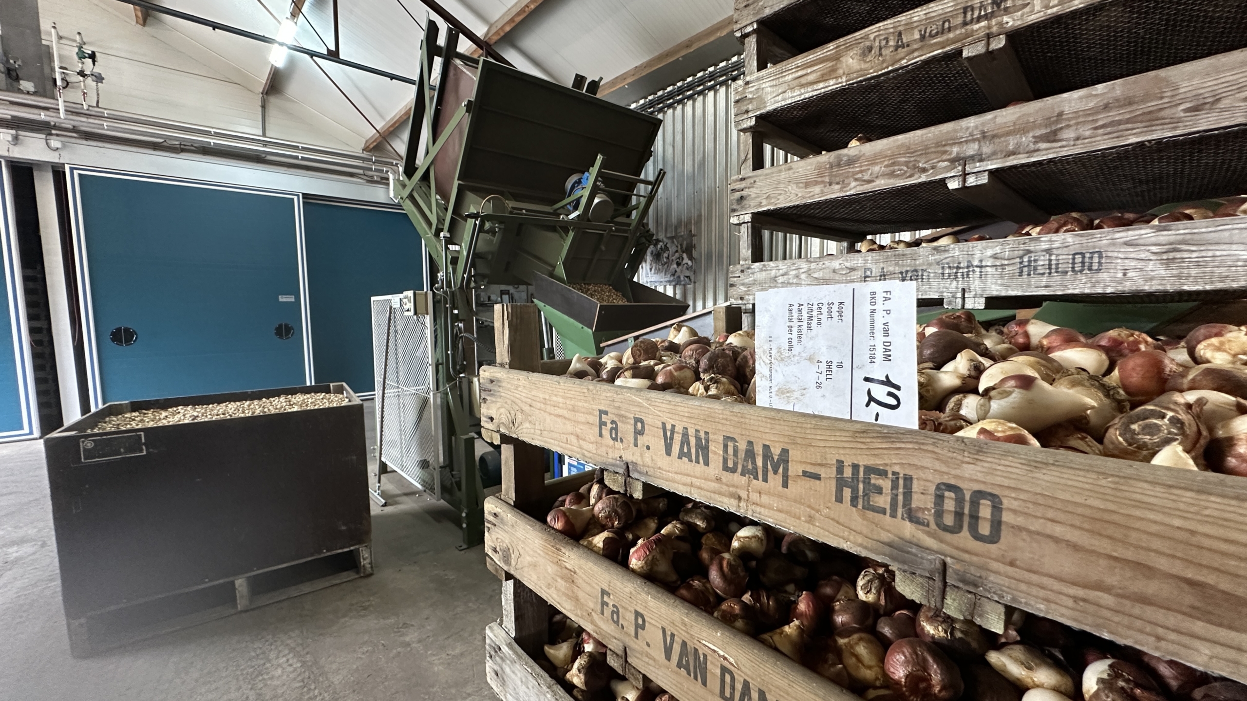 Houten kratten vol tulpenbollen met label, naast een groene sorteermachine in een schuur